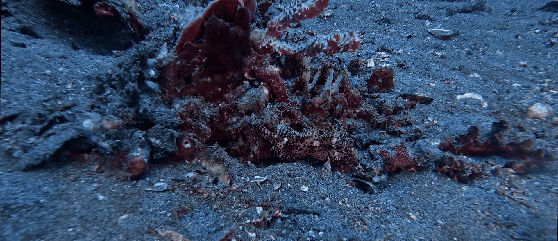 A camouflaged critter on the sand at Dacumi, Dauin, Philippines