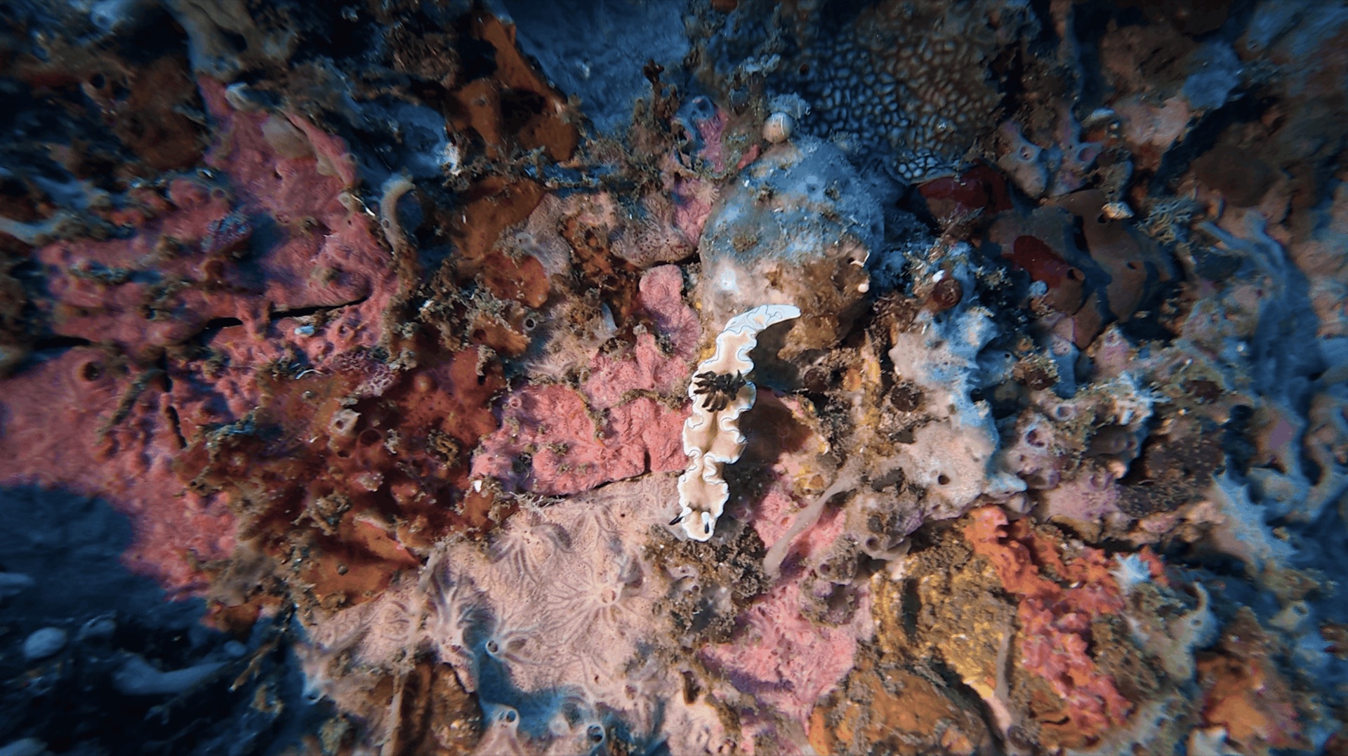 A white ruffle-edged critter on the pier at Dacumi, Dauin, Philippines