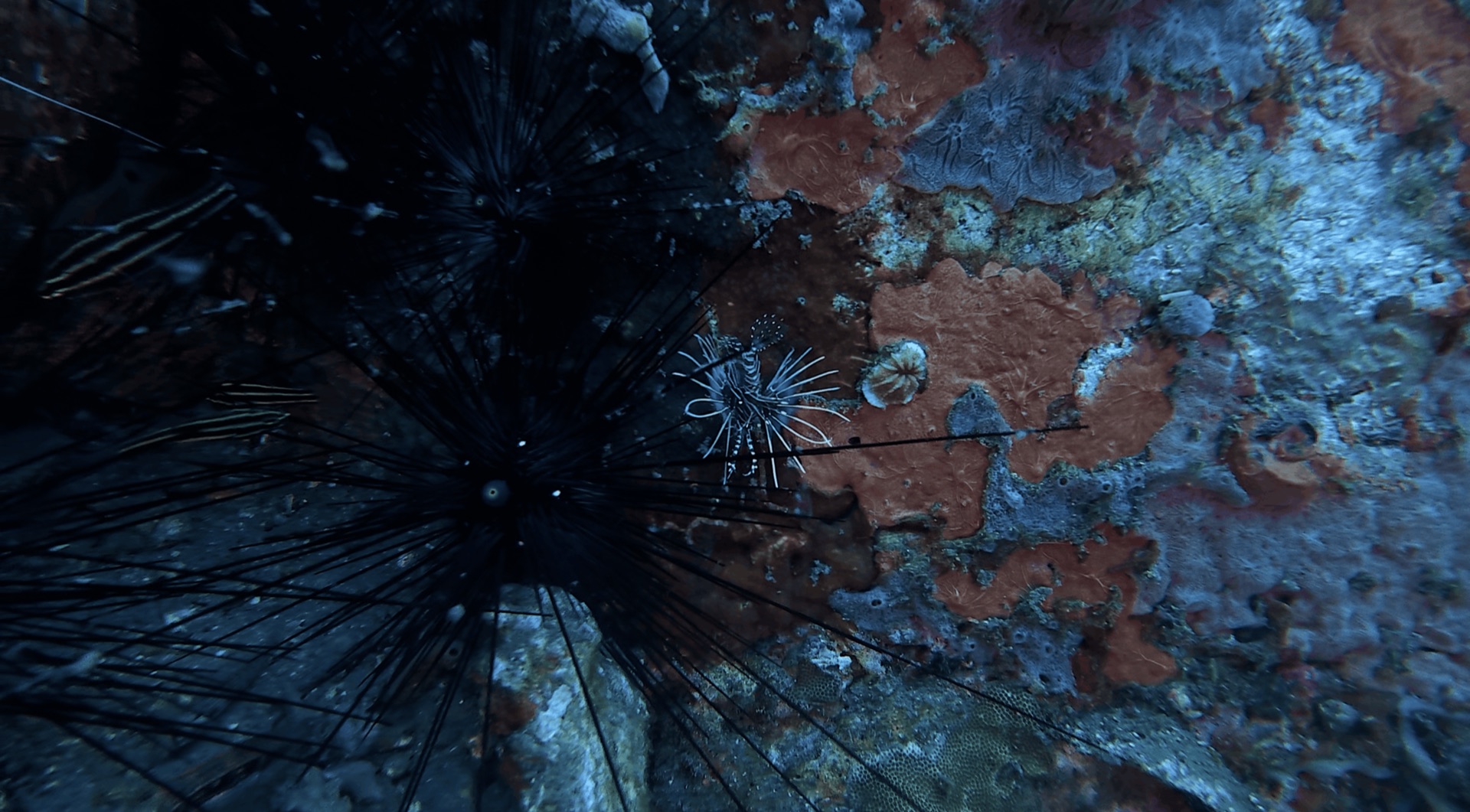 A small lionfish beside a sea urchin at Dacumi, Dauin, Philippines