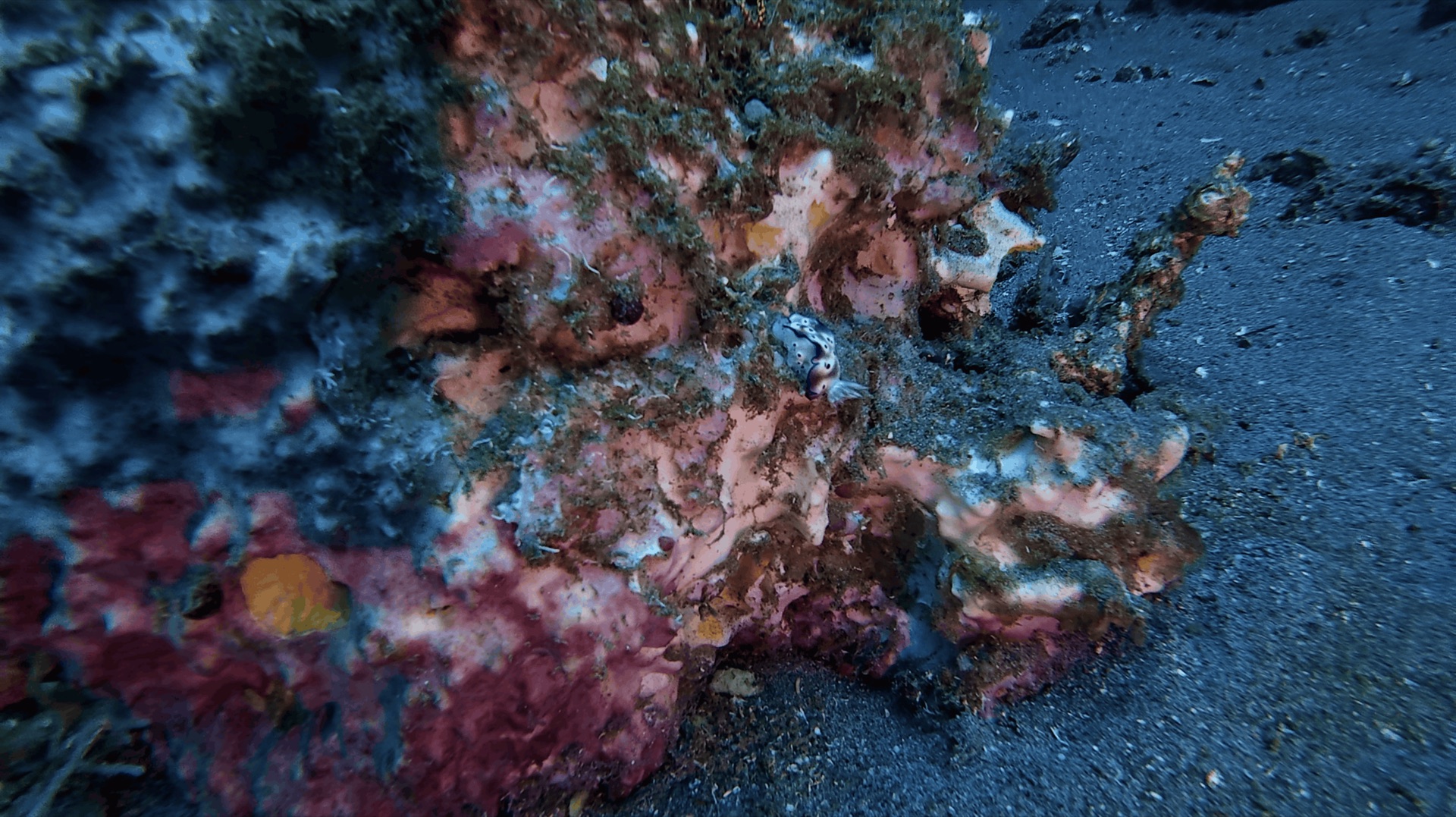 A camouflaged critter at the base of the pier at Dacumi, Dauin, Philippines