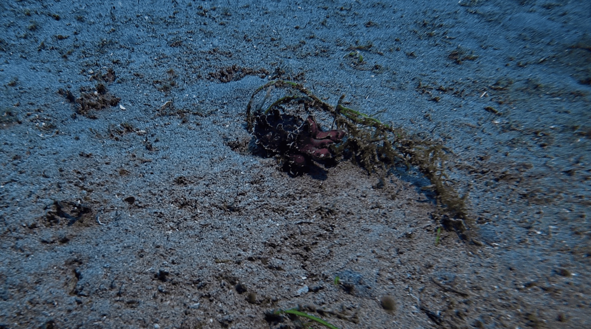 A small critter in the sand at Dacumi, Dauin, Philippines