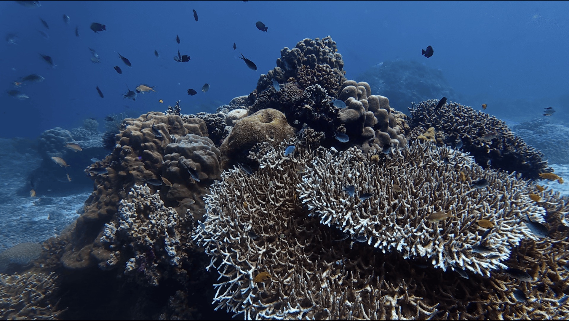Table coral and reef fish on the main reef at Chapel, Apo Island, Philippines