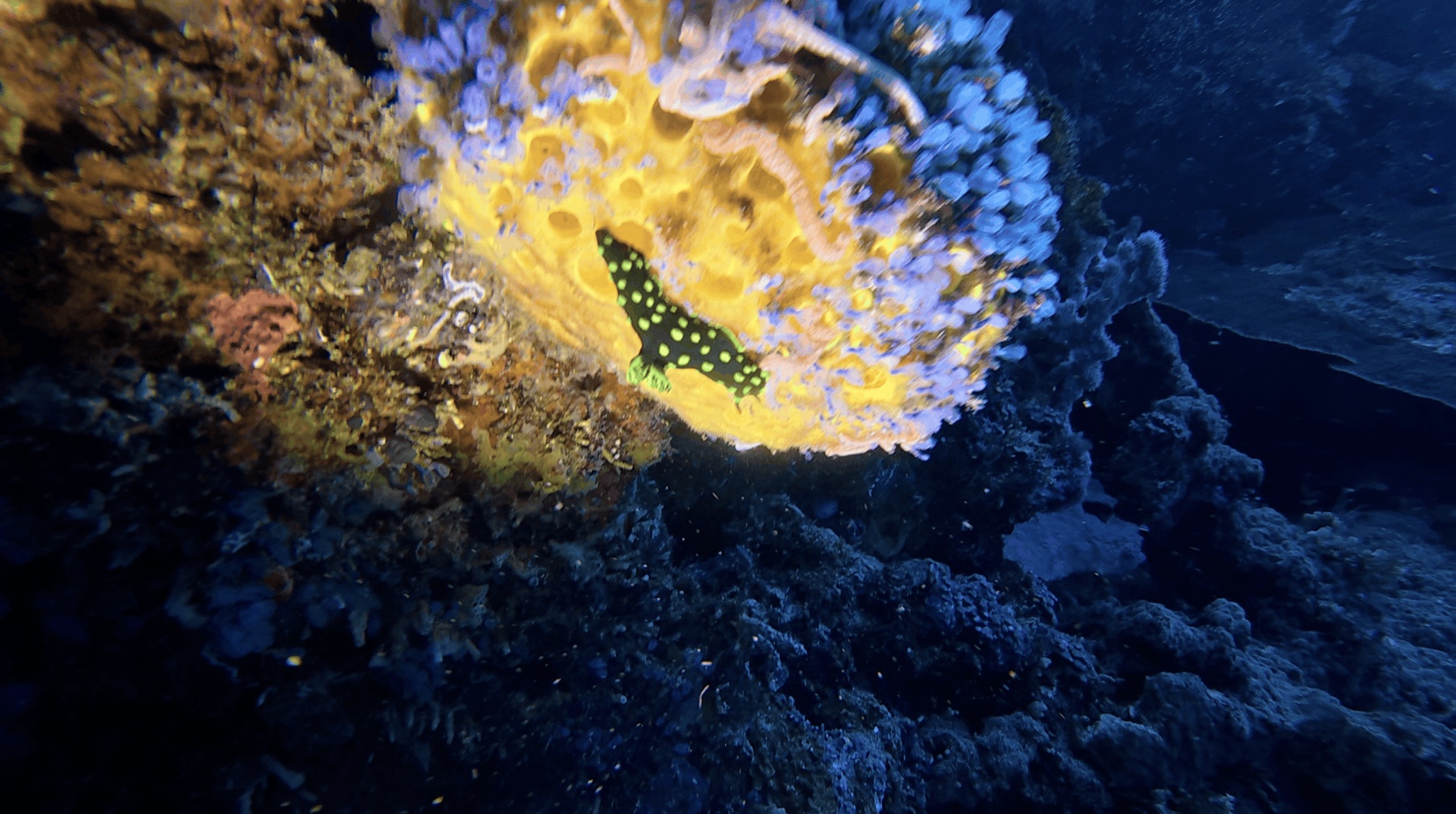 A black critter with yellow spots on a yellow sponge at Chapel, Apo Island, Philippines