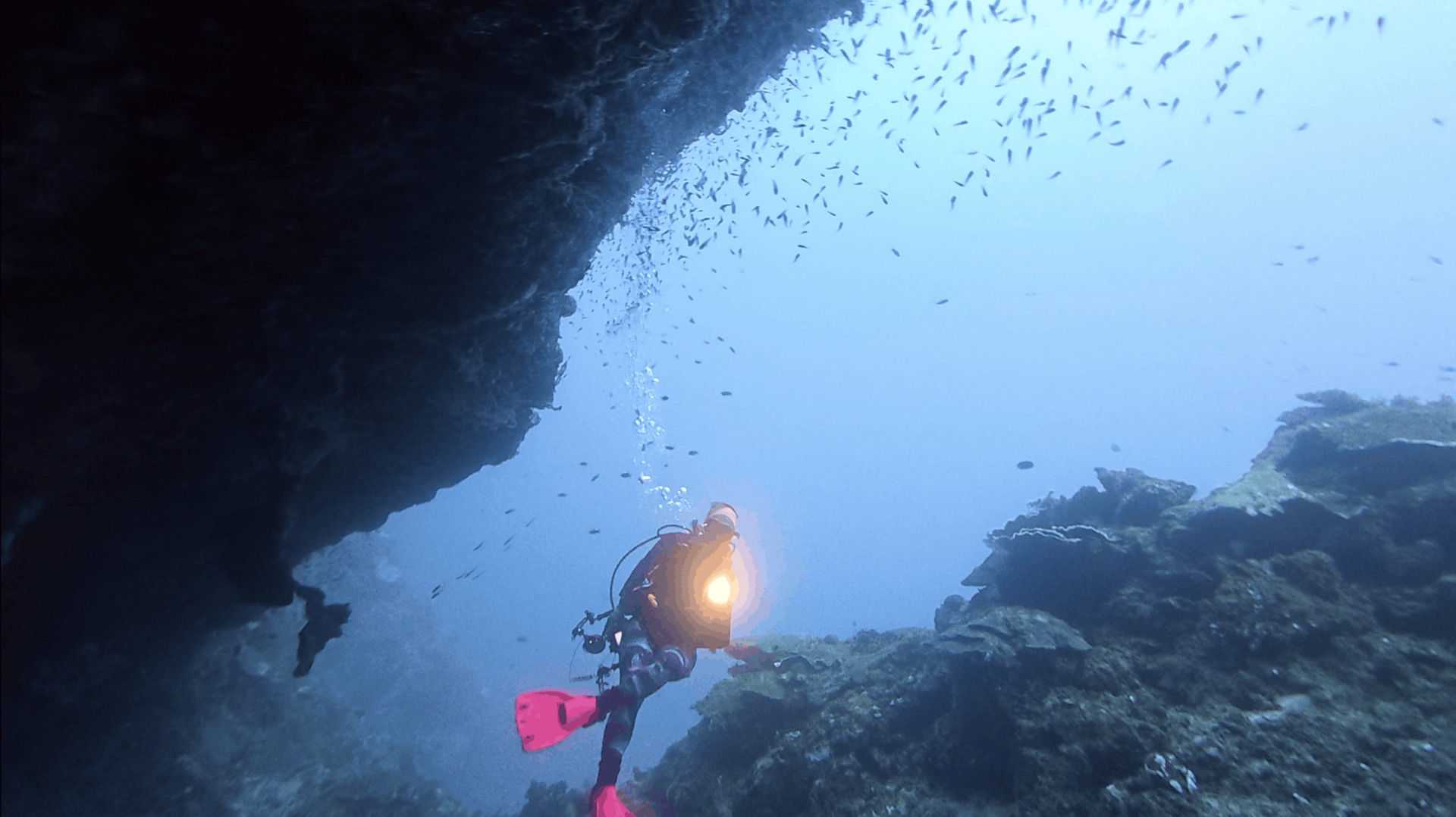 An overhang on the wall with a school of small fish at Chapel, Apo Island, Philippines