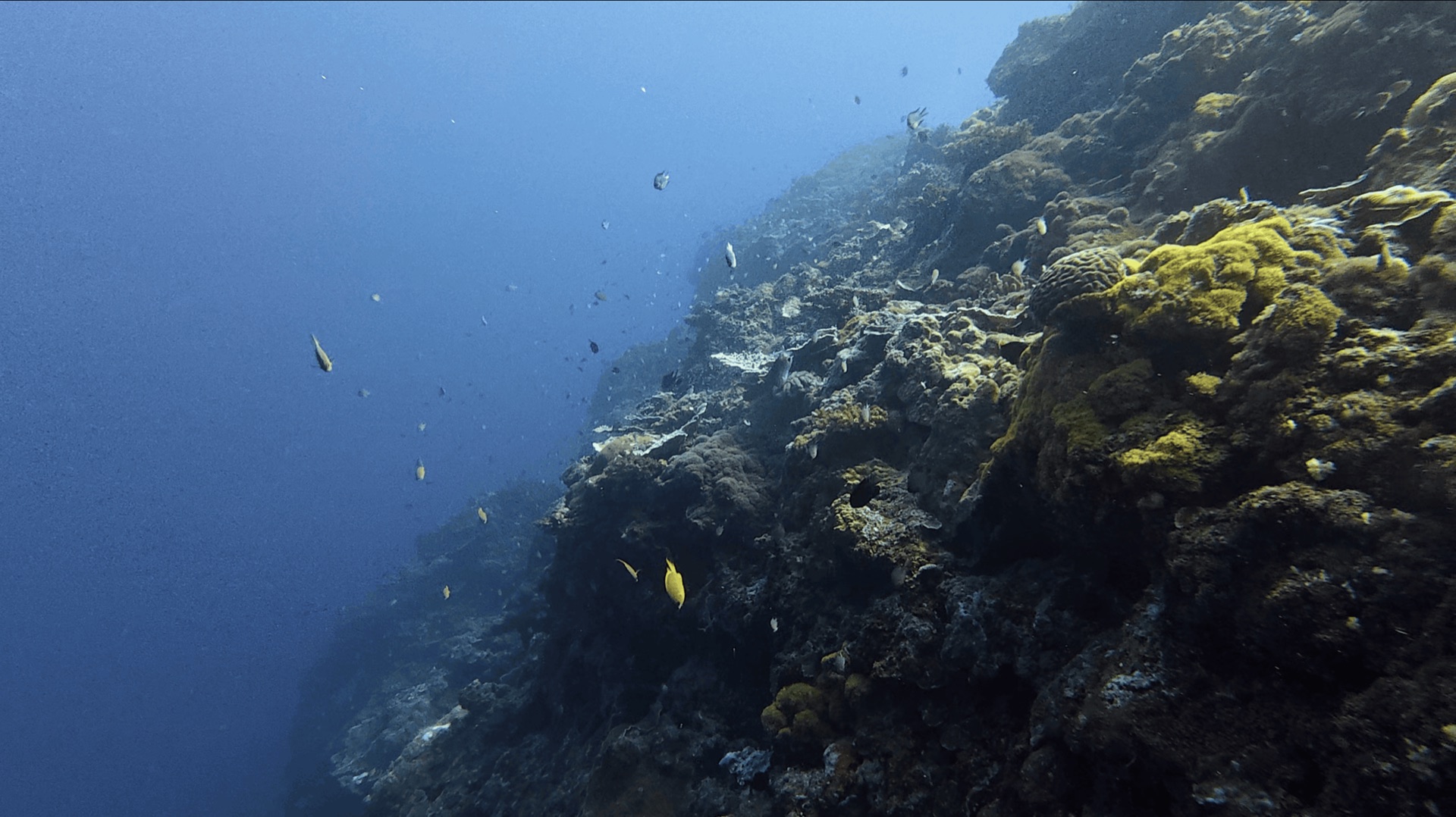 The reef wall with small fish at Chapel, Apo Island, Philippines