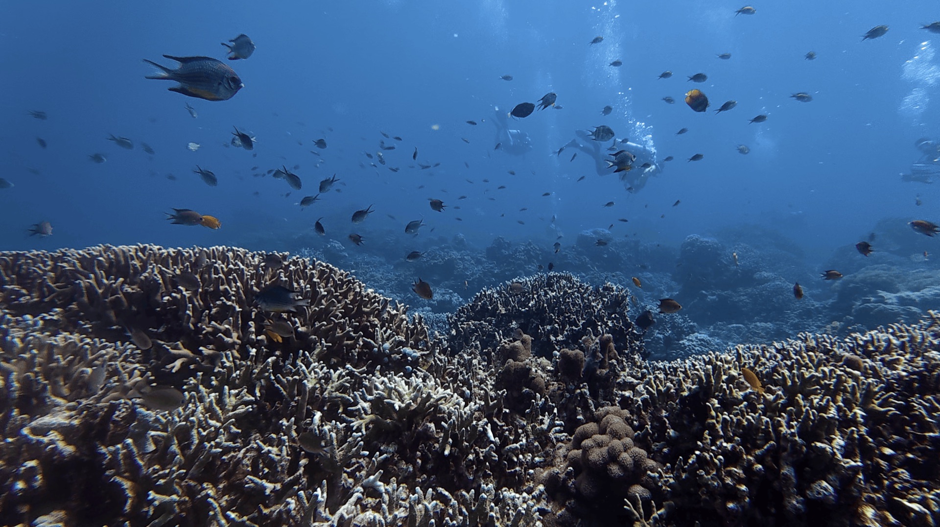 Branching coral and schooling small fish on the reef at Chapel, Apo Island, Philippines