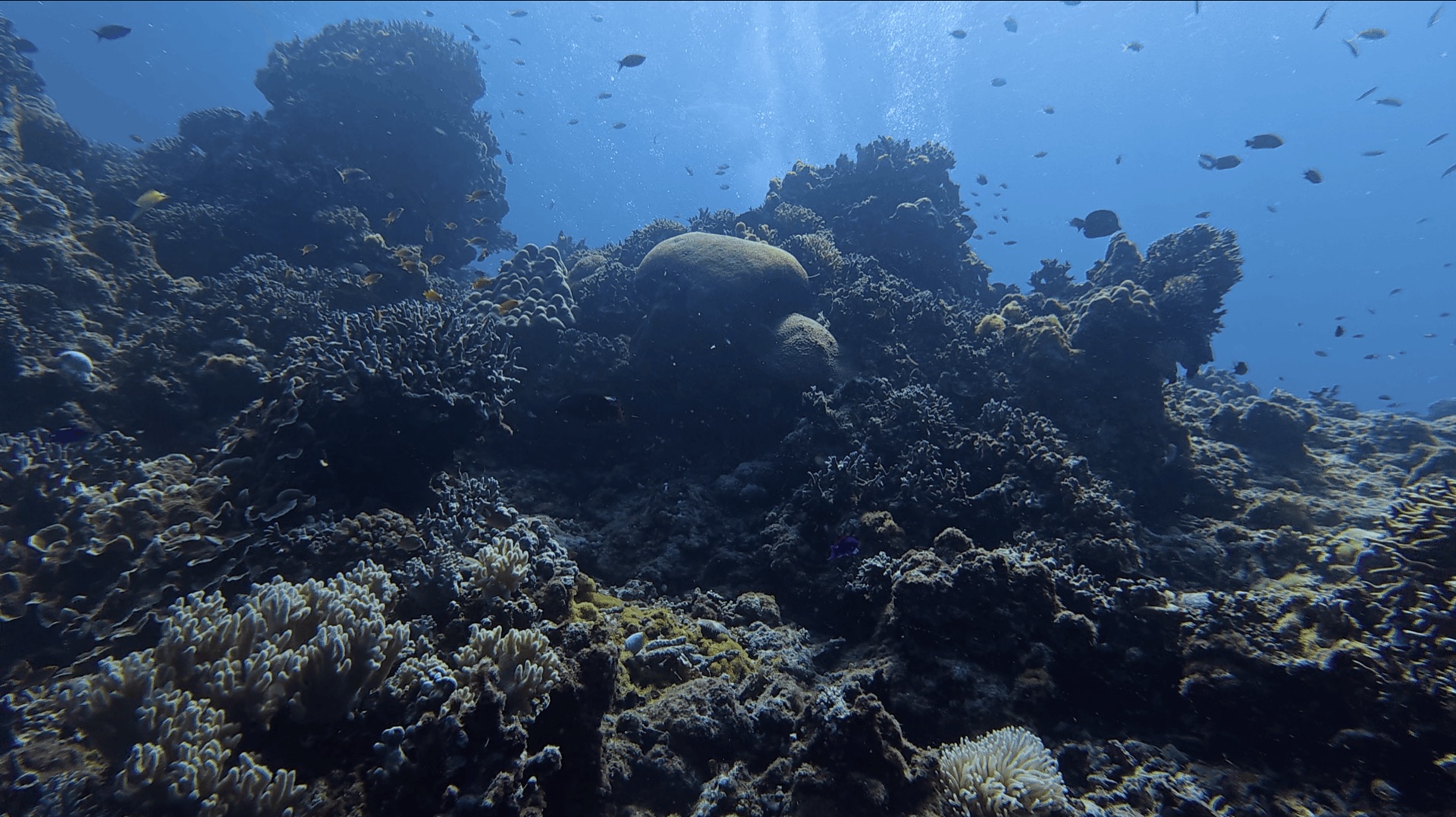 Hard coral and reef fish on the shallow main reef at Chapel, Apo Island, Philippines
