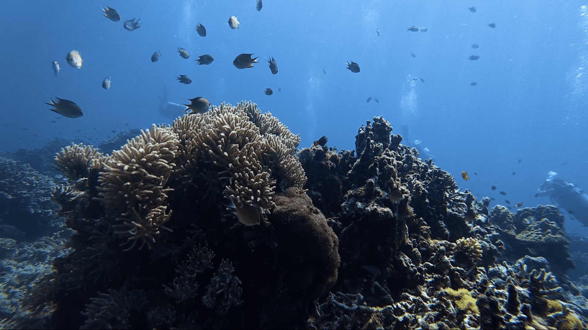 A coral head with reef fish at Chapel, Apo Island, Philippines