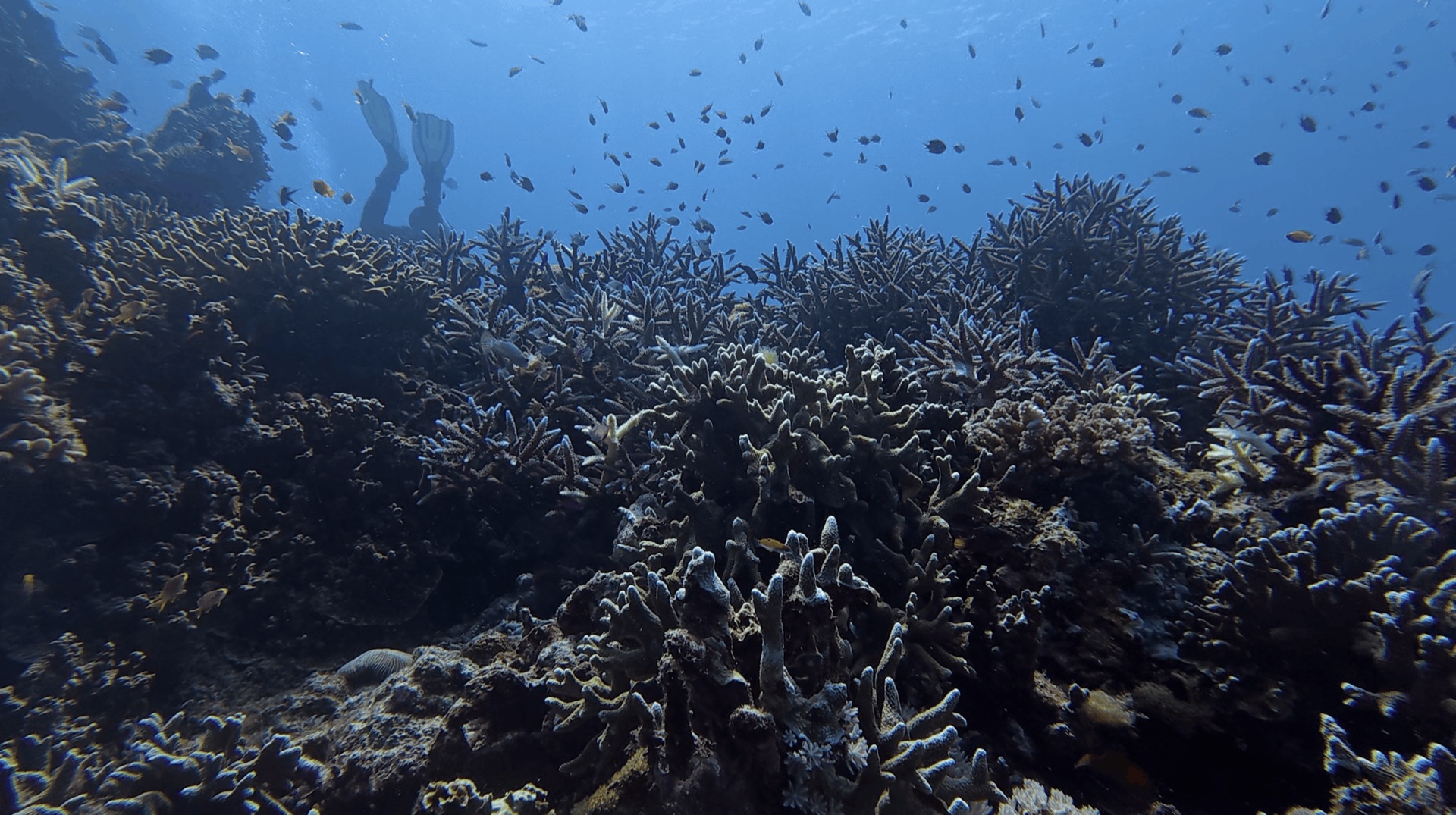 Branching coral with small fish above it at Chapel, Apo Island, Philippines