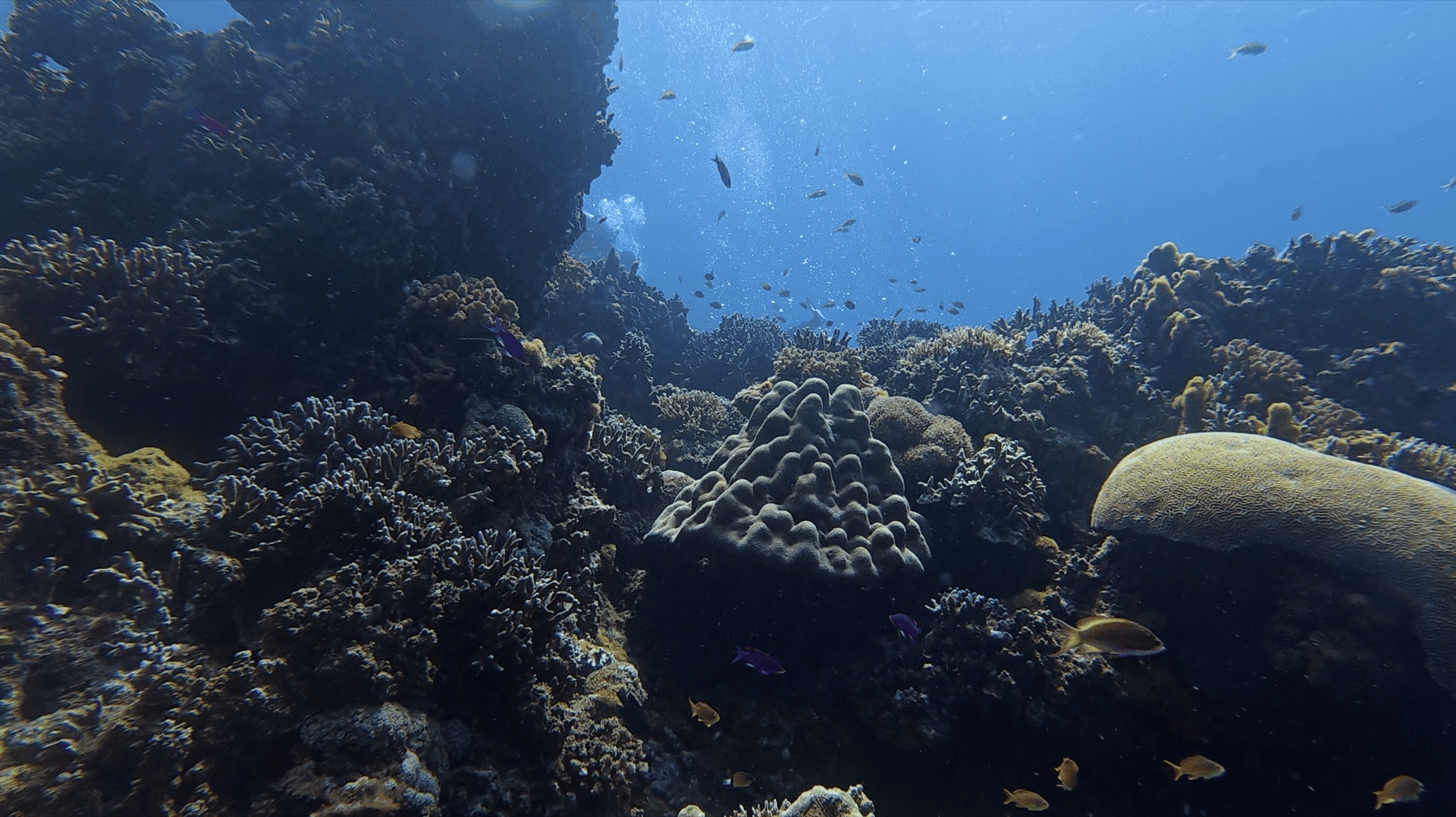 Coral heads and small fish on the main reef at Chapel, Apo Island, Philippines