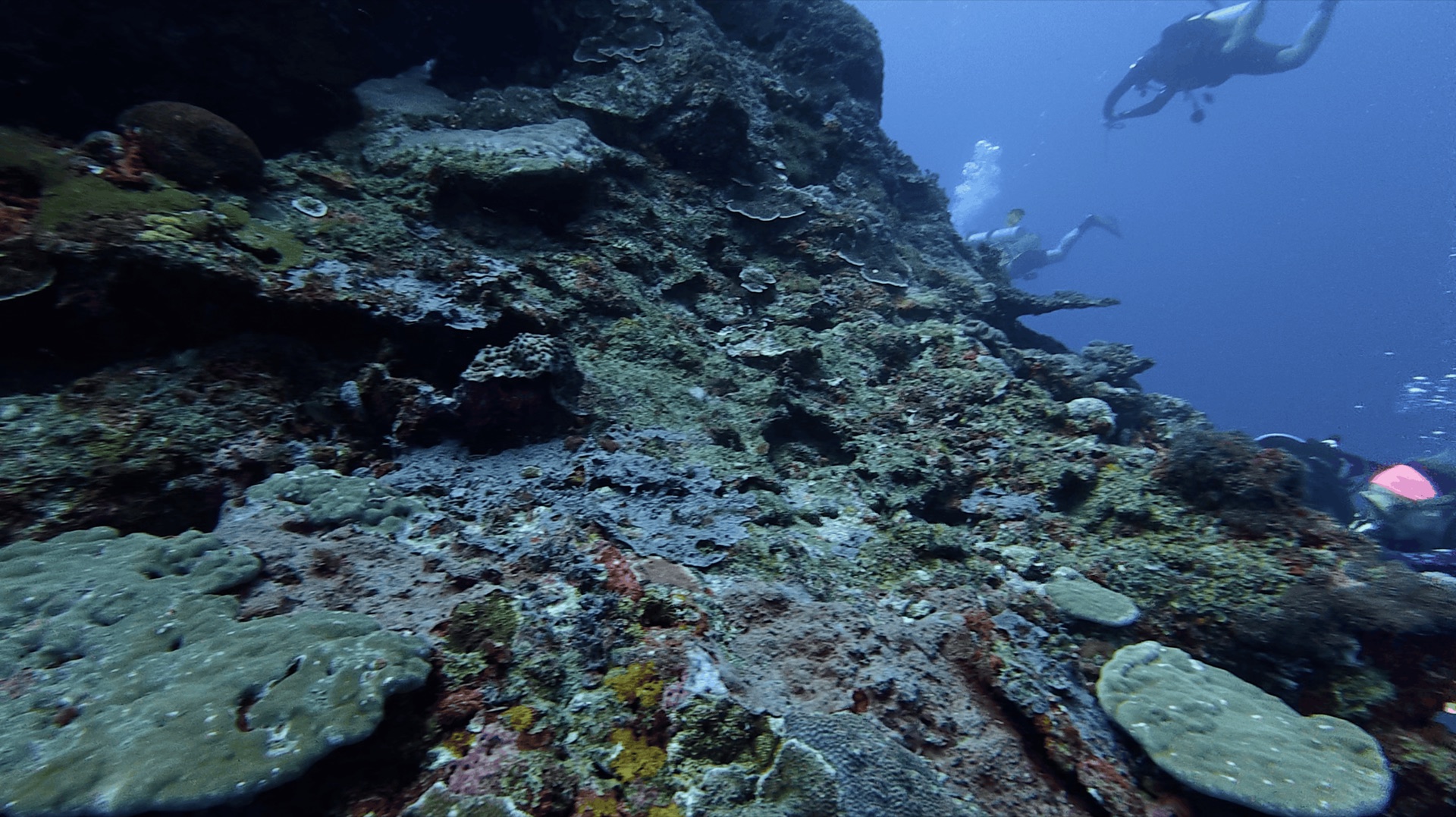 The reef wall with plate corals at Chapel, Apo Island, Philippines