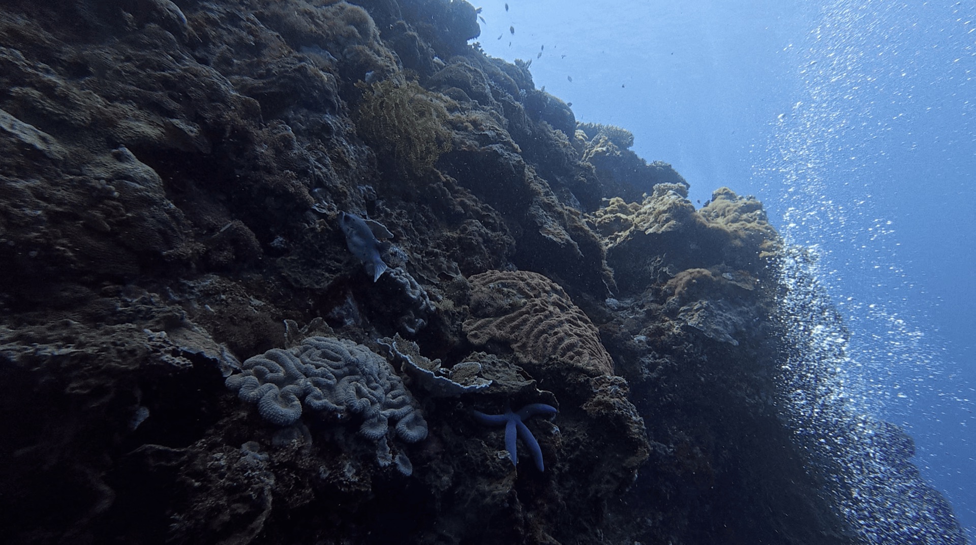 A blue sea star on the reef wall at Chapel, Apo Island, Philippines
