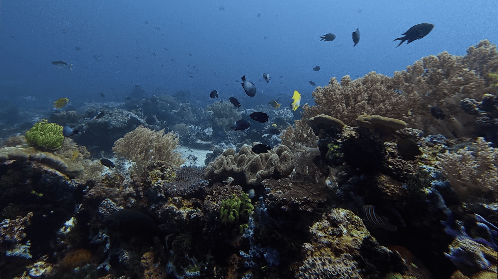 Hard and soft coral with reef fish on the main reef at Cogon, Apo Island, Philippines