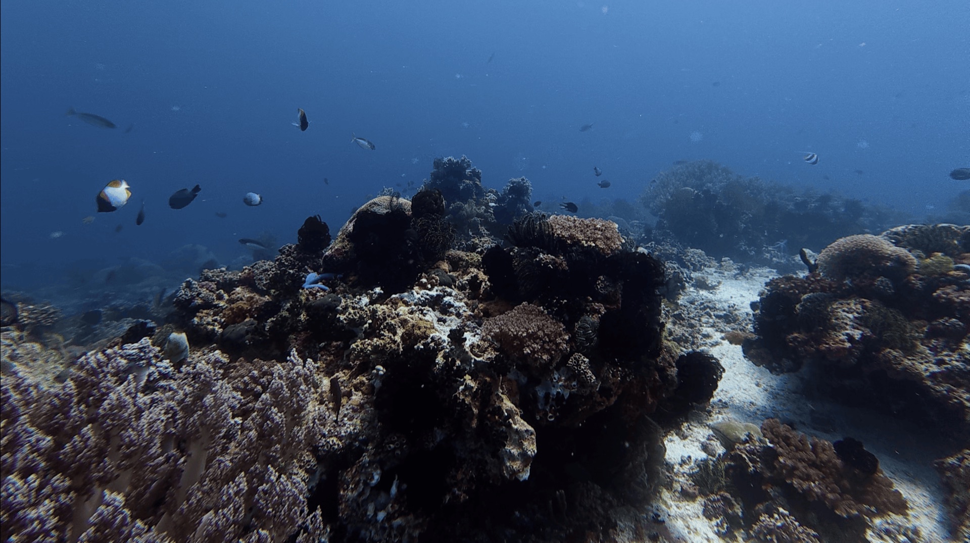 Coral heads and reef fish on the reef at Cogon, Apo Island, Philippines