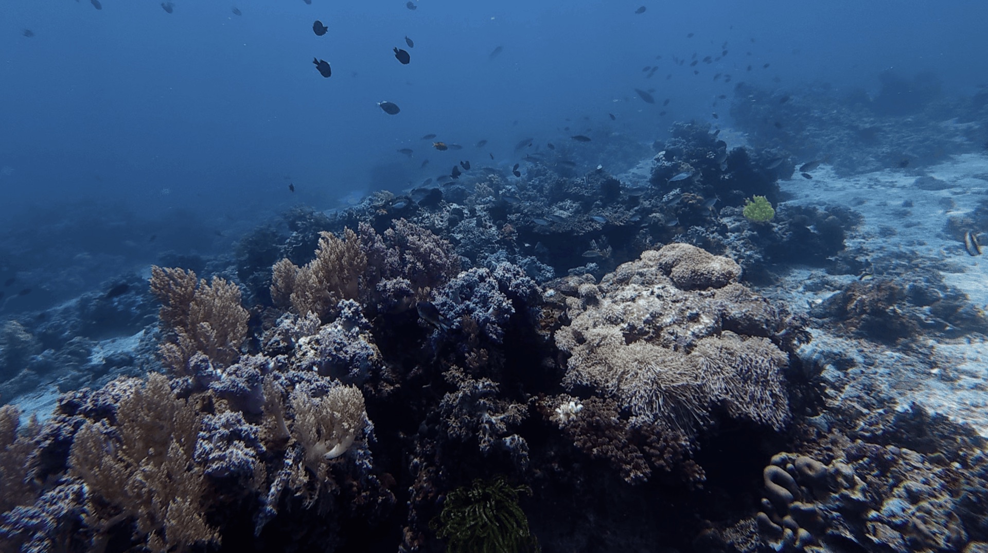 Soft and hard coral on the reef with sand beside it at Cogon, Apo Island, Philippines