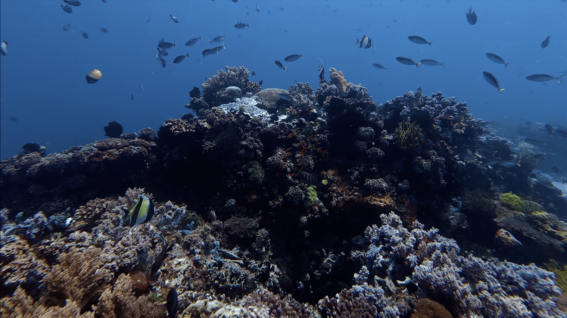 Reef fish swimming over a coral mound at Cogon, Apo Island, Philippines