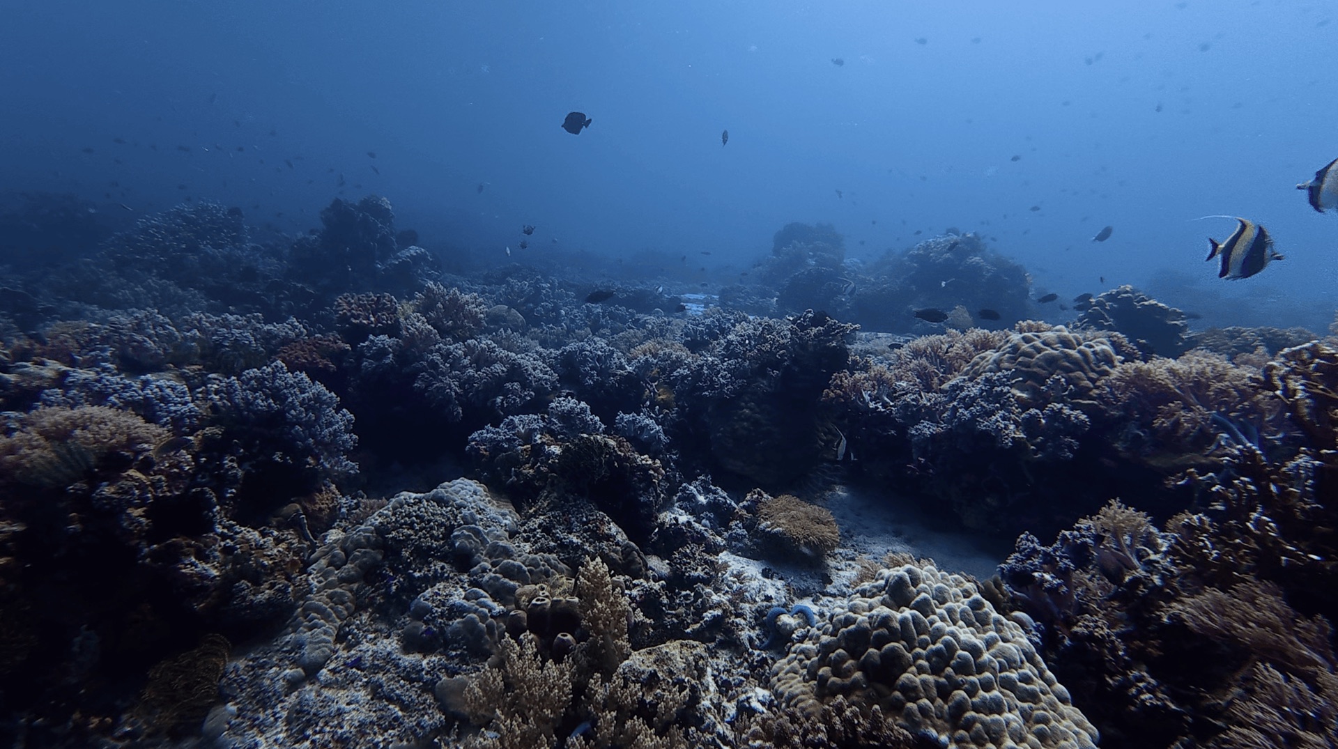 Coral and black and yellow striped fish on the reef at Cogon, Apo Island, Philippines