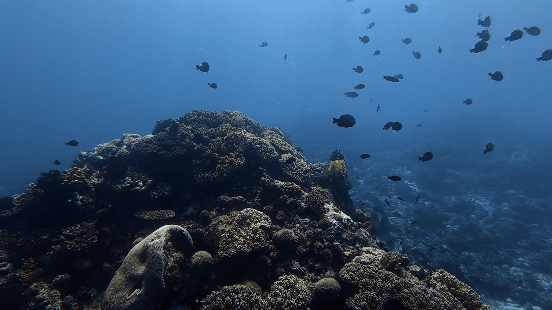 A coral mound with dark fish in the water above at Cogon, Apo Island, Philippines