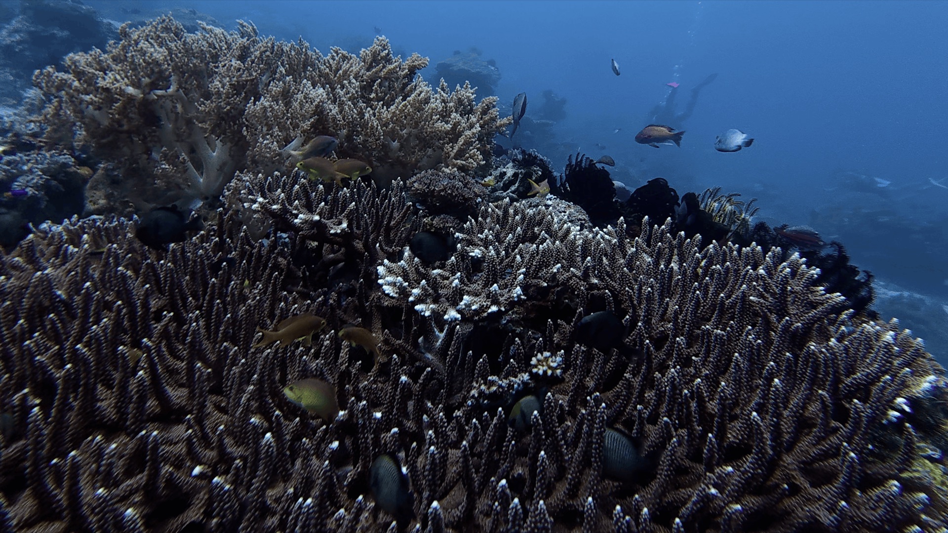 Branching coral with small fish at Cogon, Apo Island, Philippines