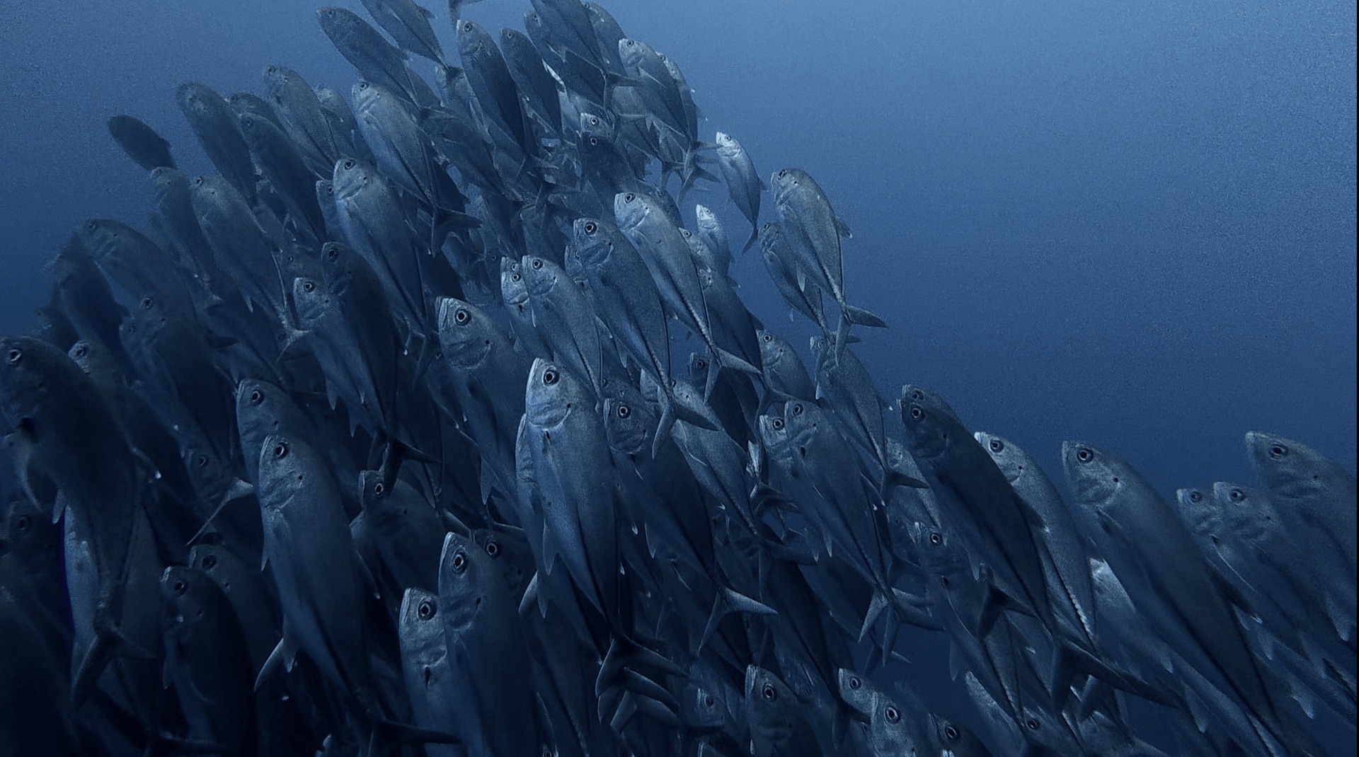 A huge school of jackfish in blue water at Cogon, Apo Island, Philippines