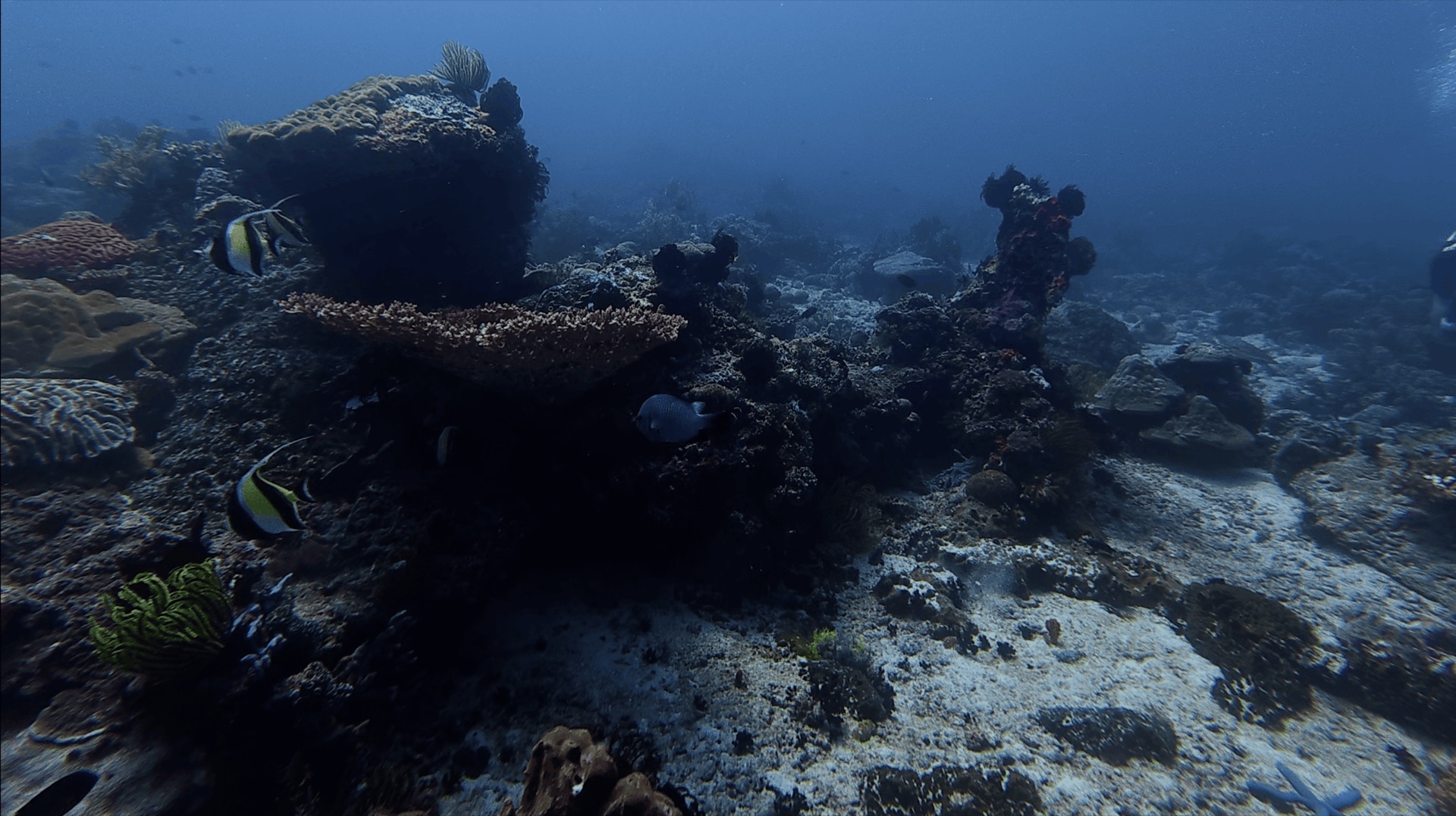Black and yellow striped fish over coral and sand at Cogon, Apo Island, Philippines