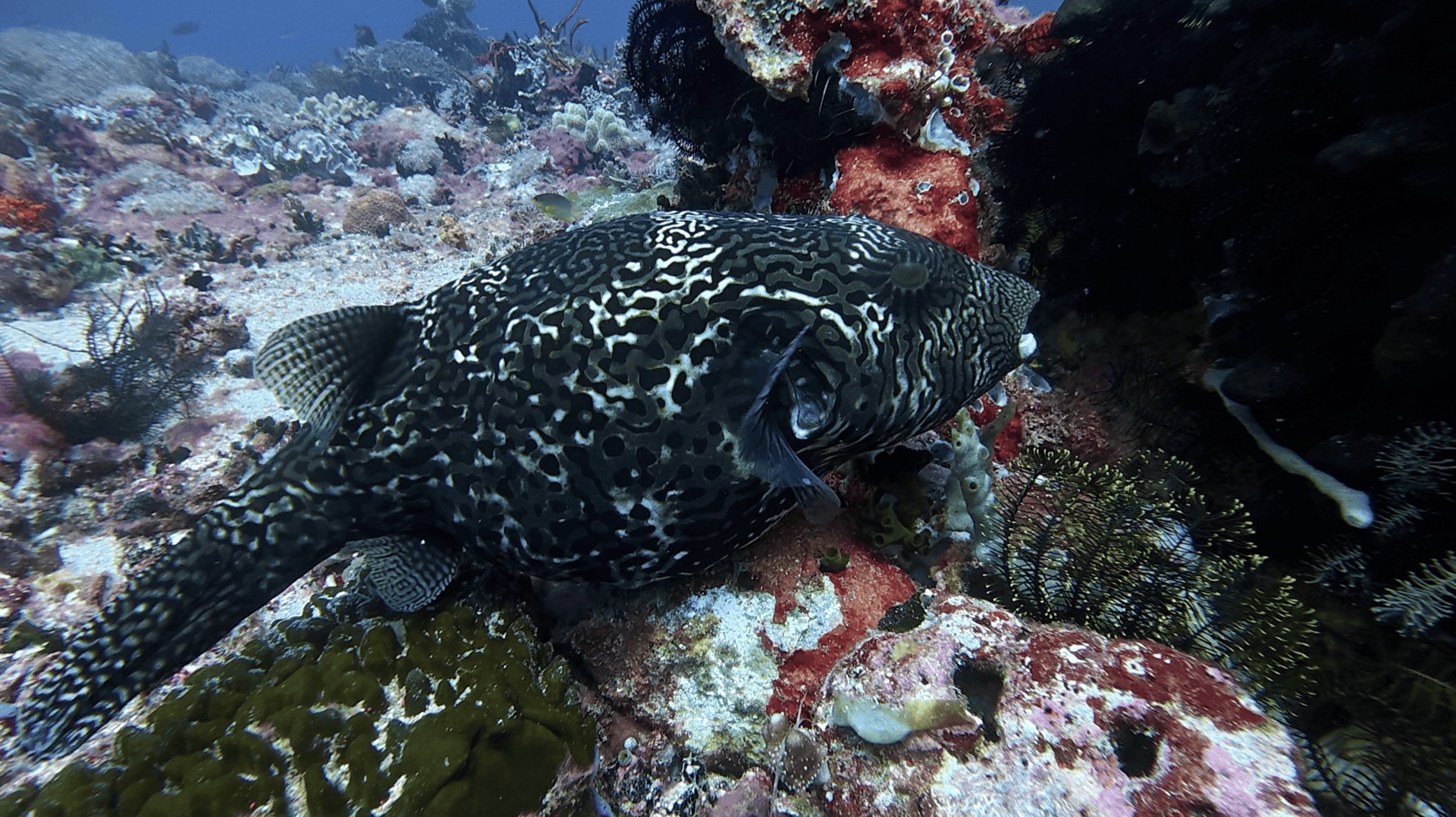 A large black and white patterned fish beside the reef at Cogon, Apo Island, Philippines