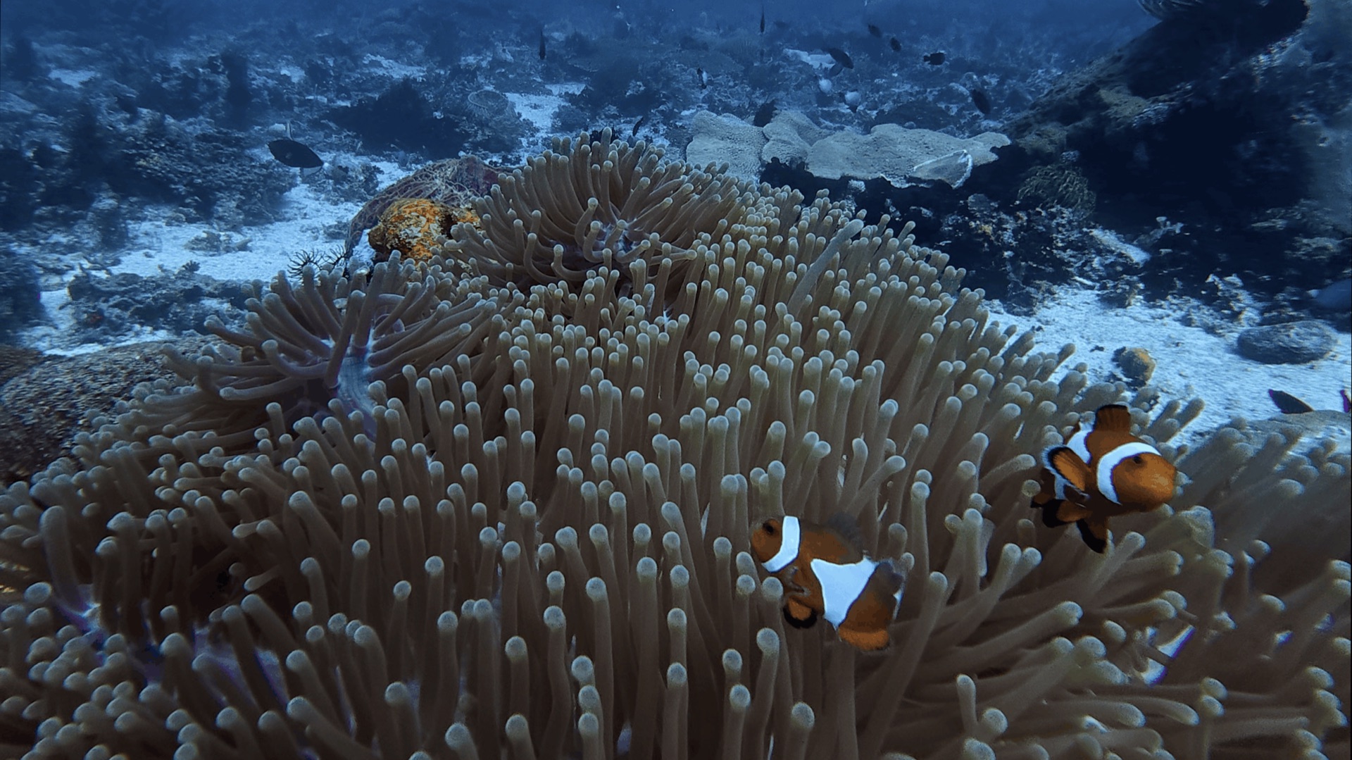 Clownfish in a large anemone at Cogon, Apo Island, Philippines