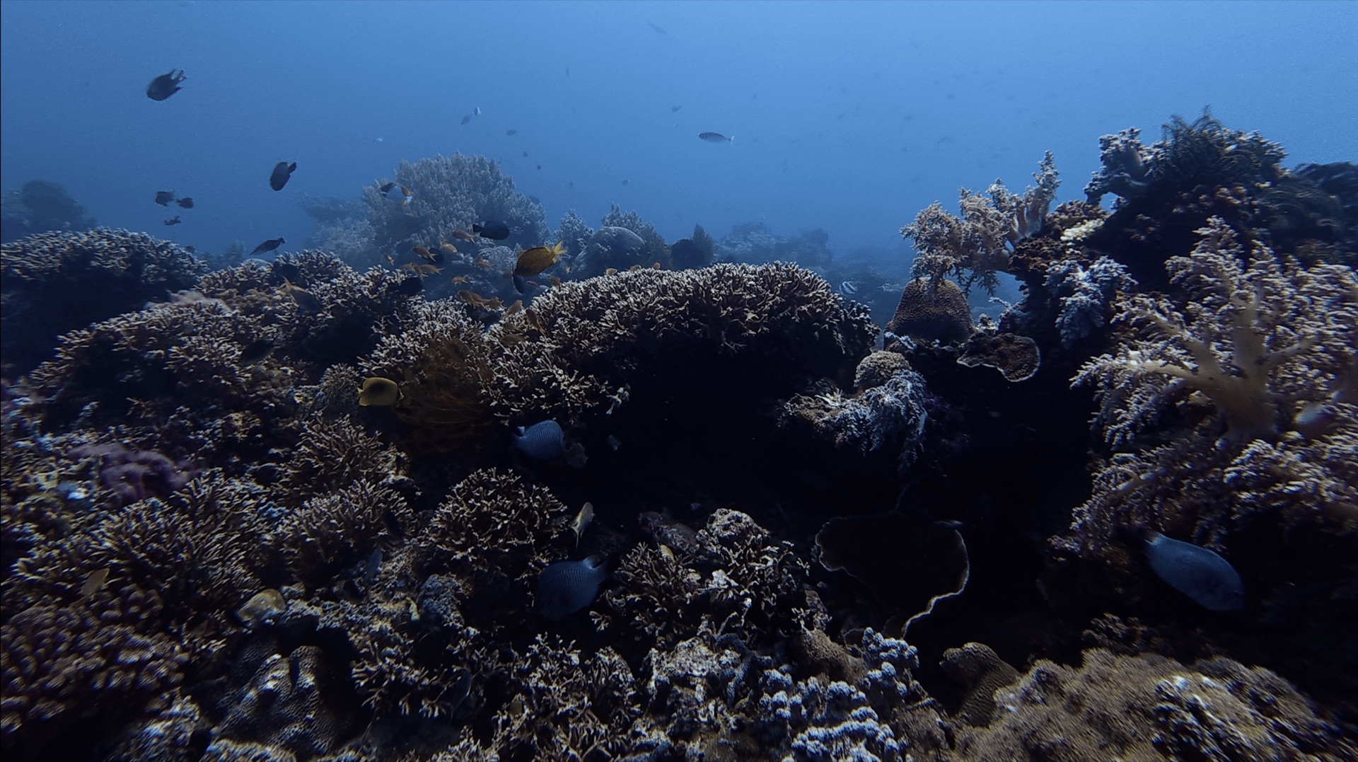 Coral covering the reef with reef fish above at Cogon, Apo Island, Philippines