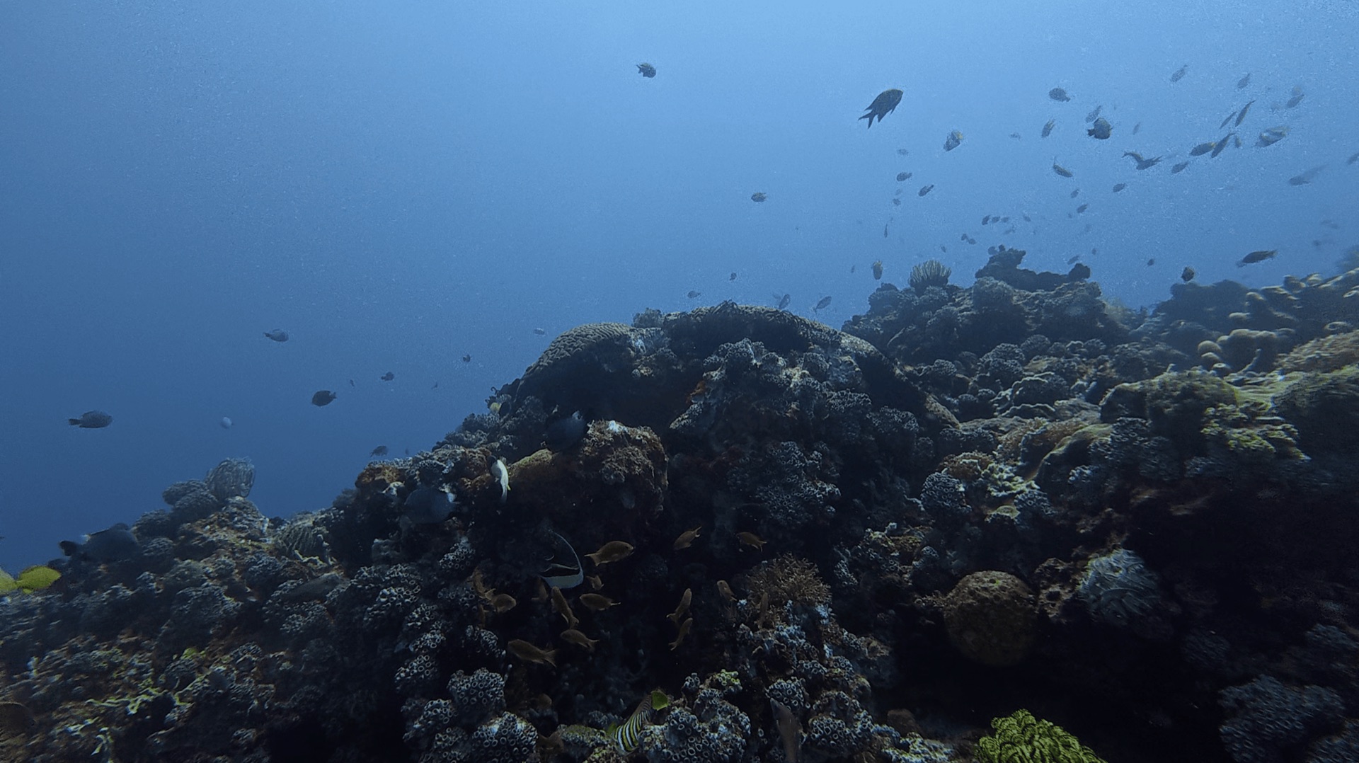 A coral mound with fish above it in blue water at Cogon, Apo Island, Philippines