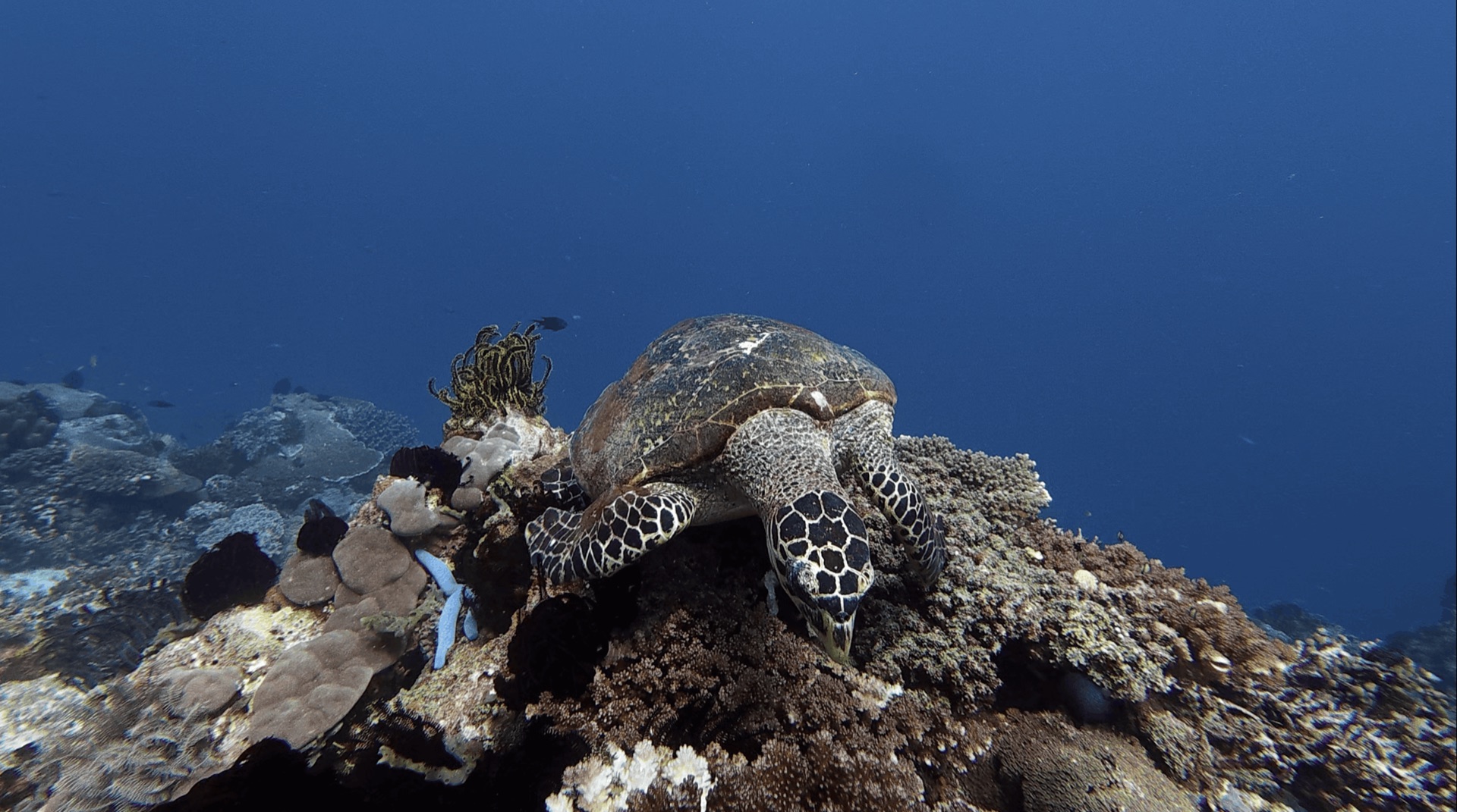 A sea turtle on top of a coral head at Cogon, Apo Island, Philippines