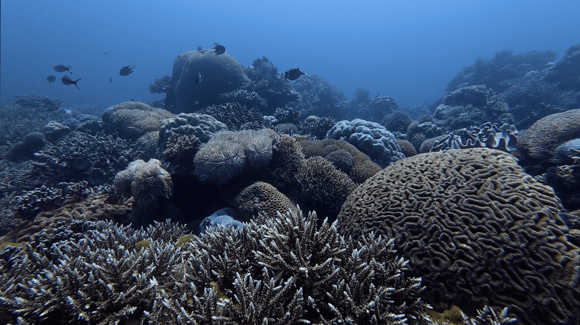 Hard coral and reef fish on the reef at Largahan, Apo Island, Philippines