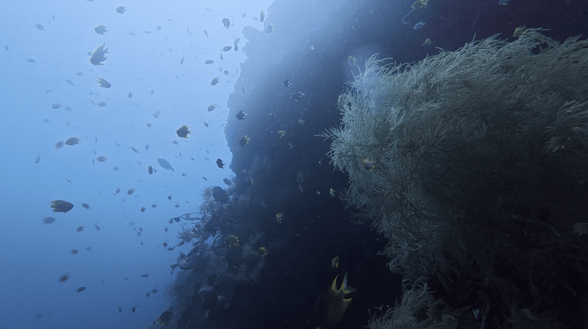 Small fish along a steep reef face at Largahan, Apo Island, Philippines