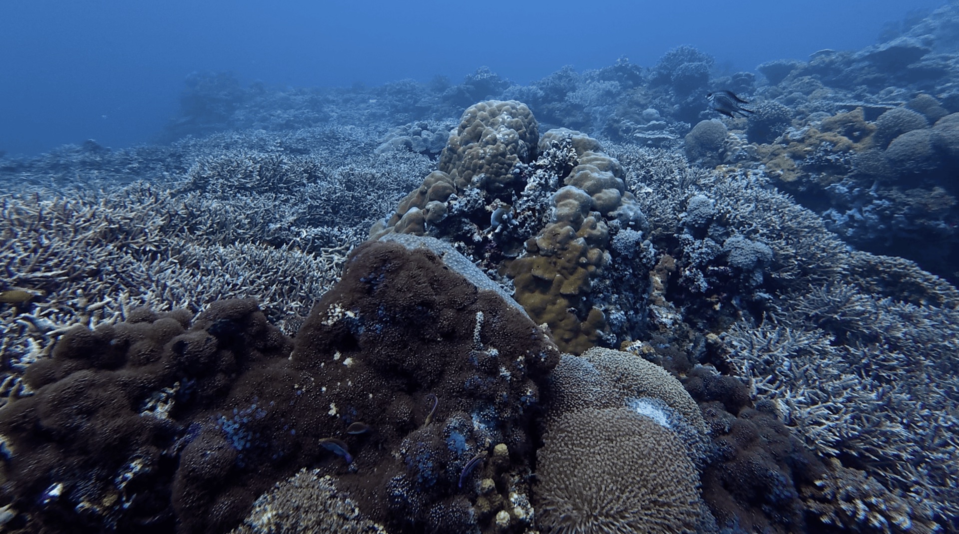 Hard coral covering the reef at Largahan, Apo Island, Philippines