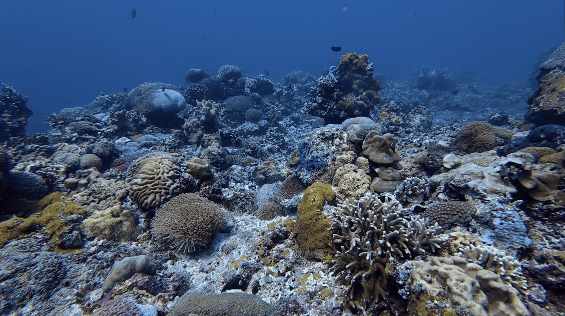 Coral heads across the reef at Largahan, Apo Island, Philippines