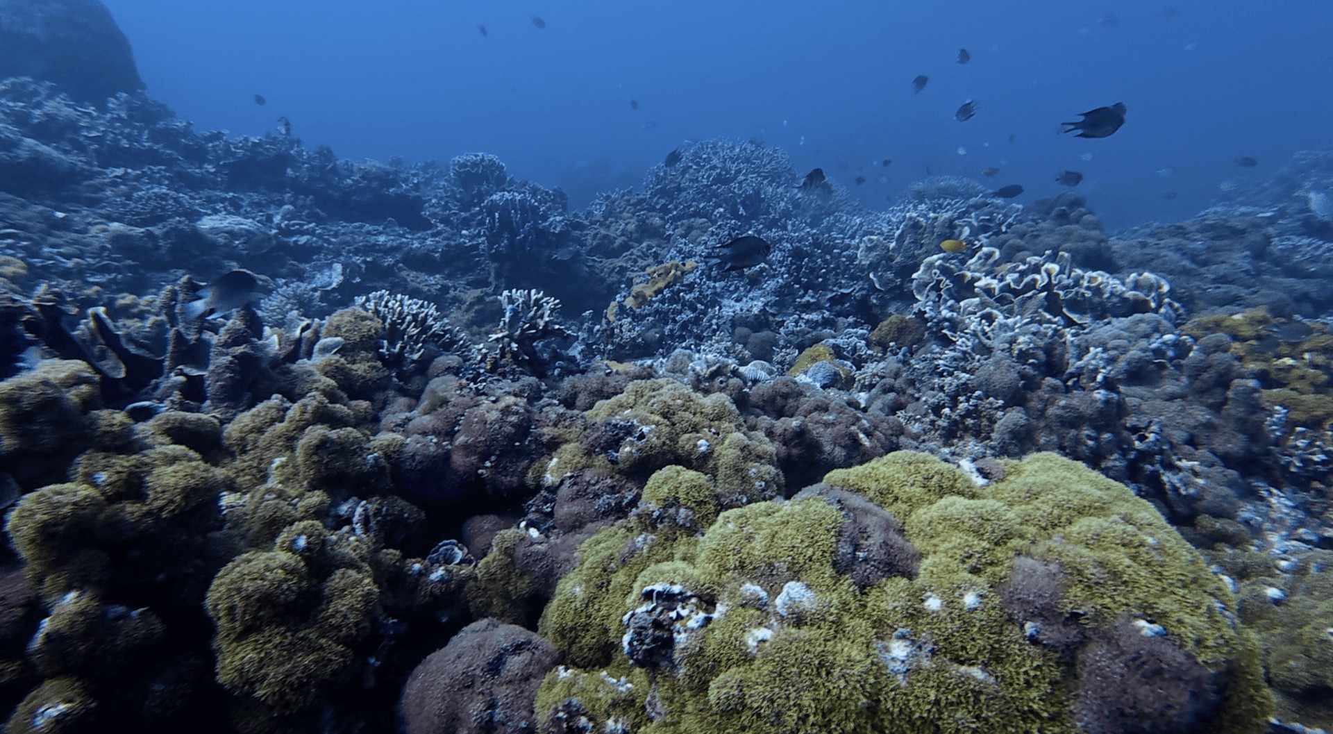 Reef fish over the coral at Largahan, Apo Island, Philippines