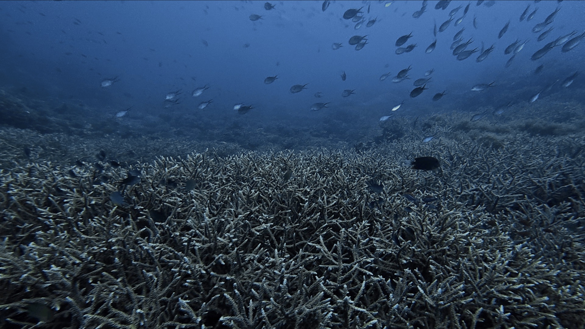 Small fish over a field of branching coral at Largahan, Apo Island, Philippines