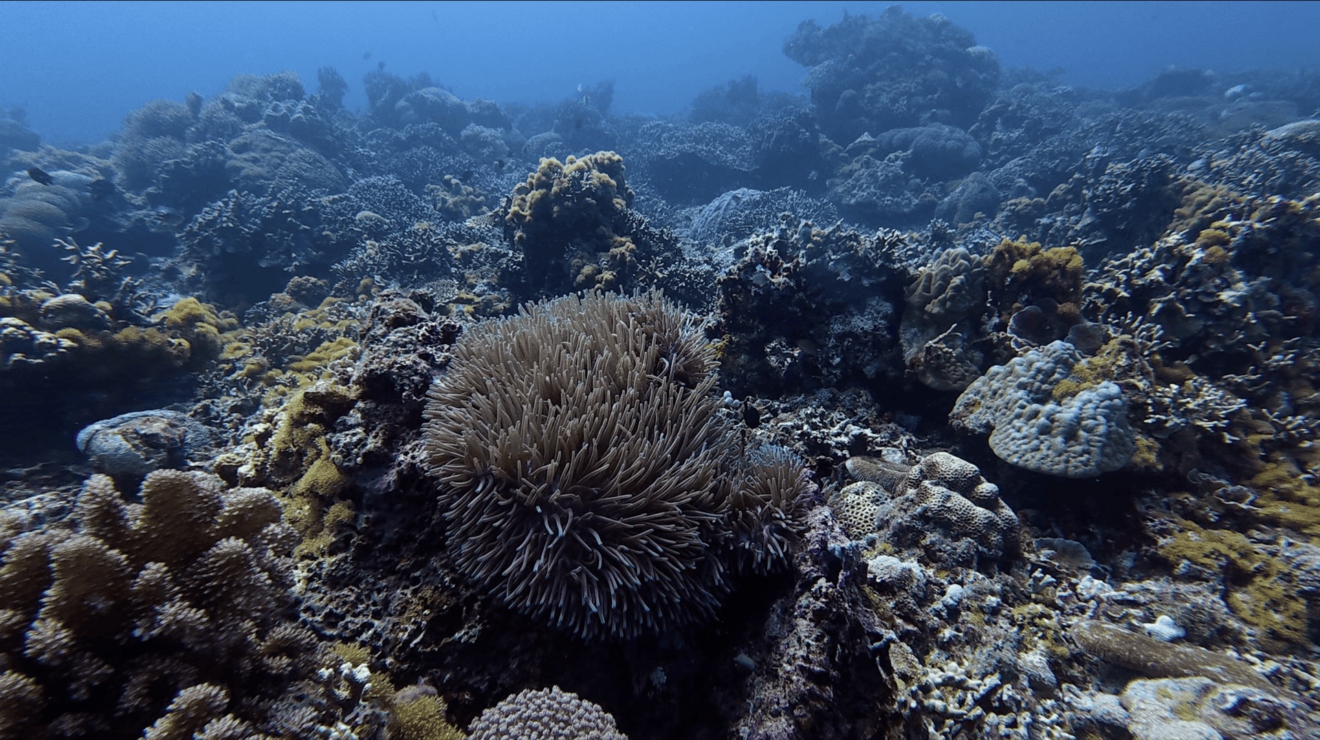 An anemone on the reef at Largahan, Apo Island, Philippines