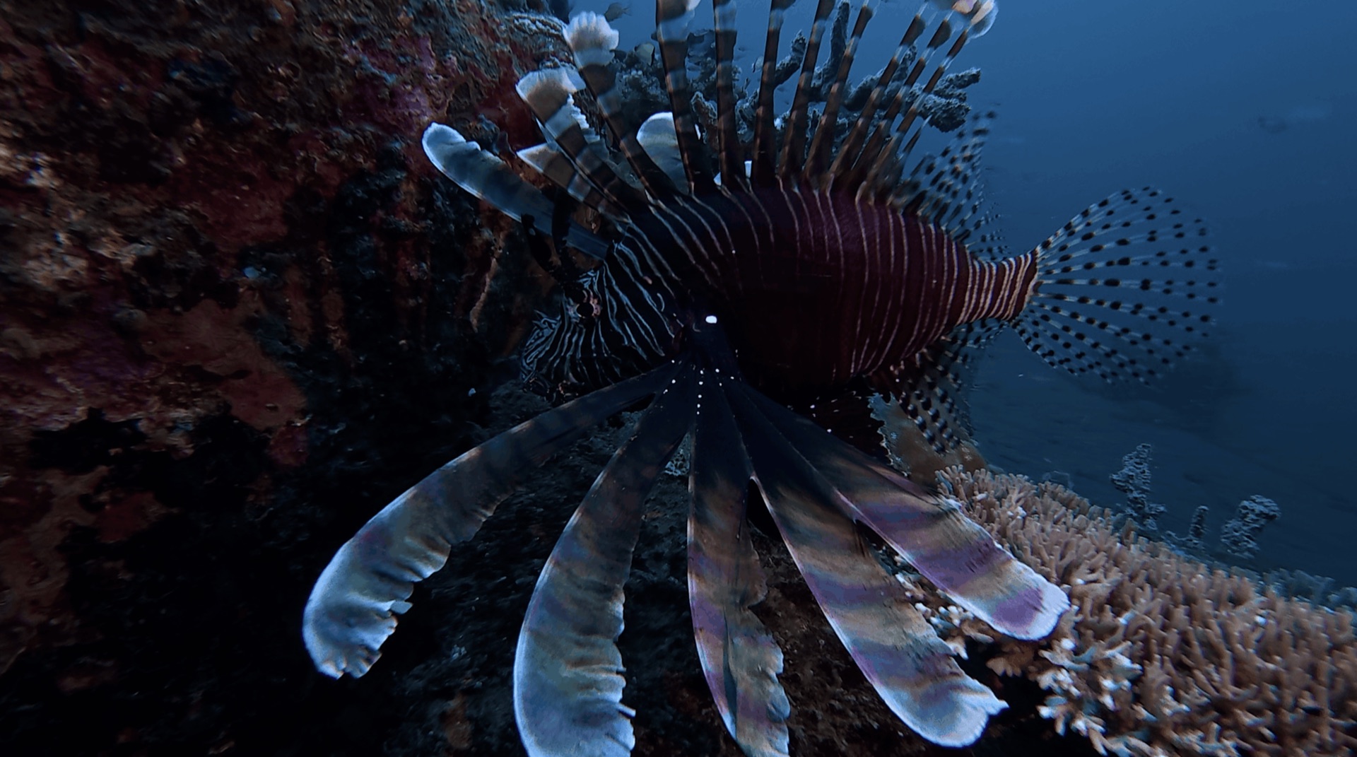 A lionfish beside the reef at District One, Dauin, Philippines