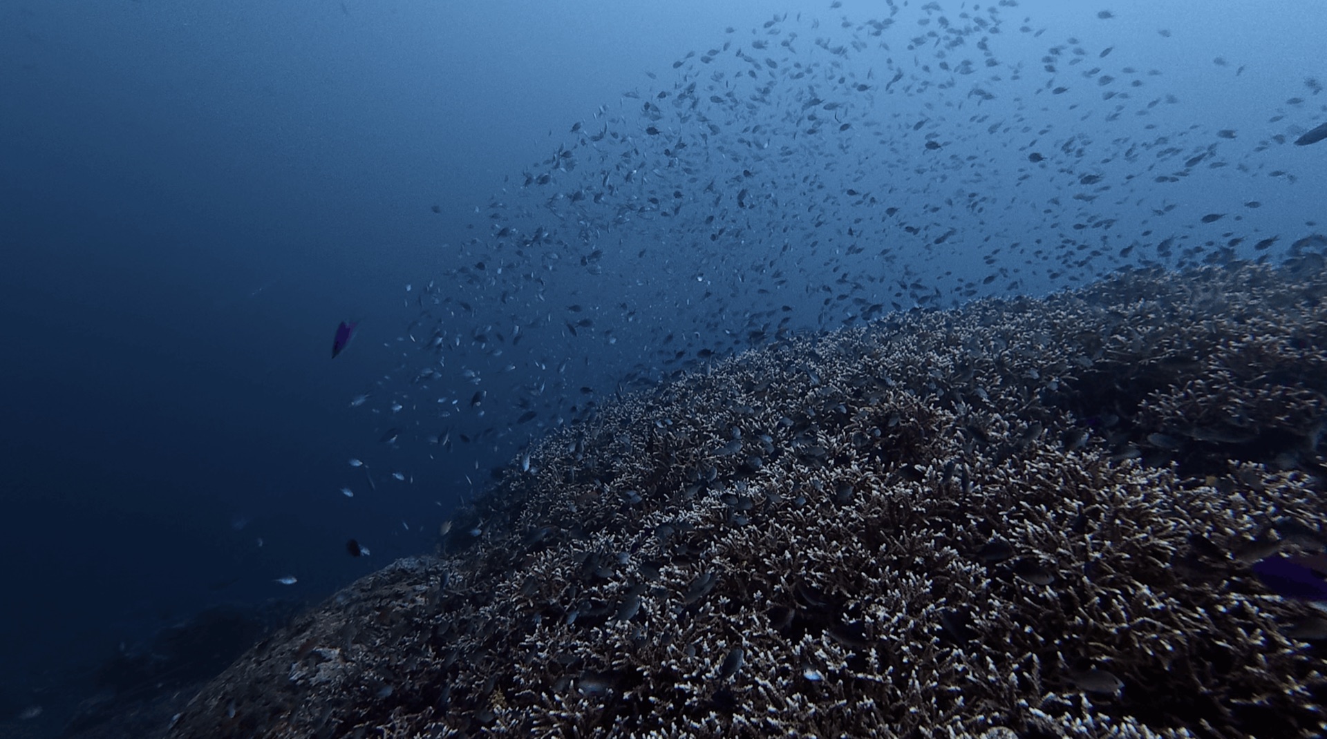A cloud of small fish over branching coral at District One, Dauin, Philippines