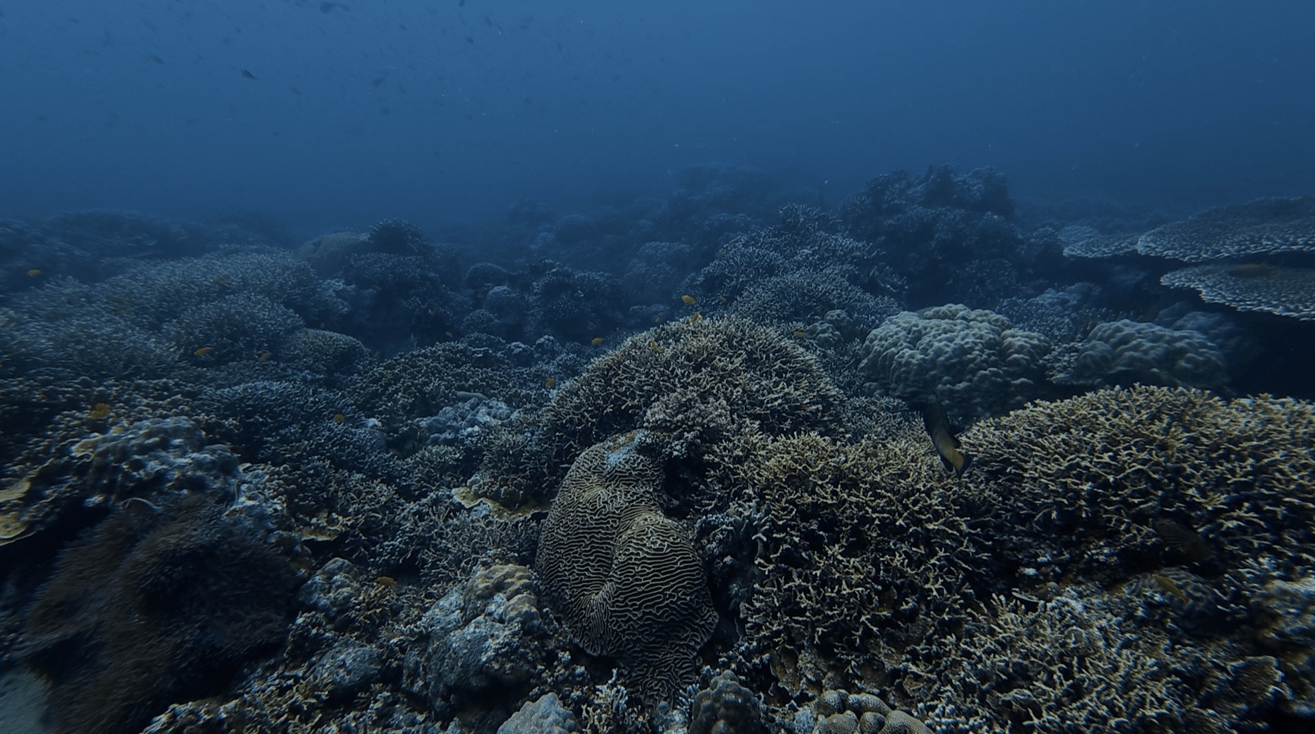 Hard coral reef at District One, Dauin, Philippines