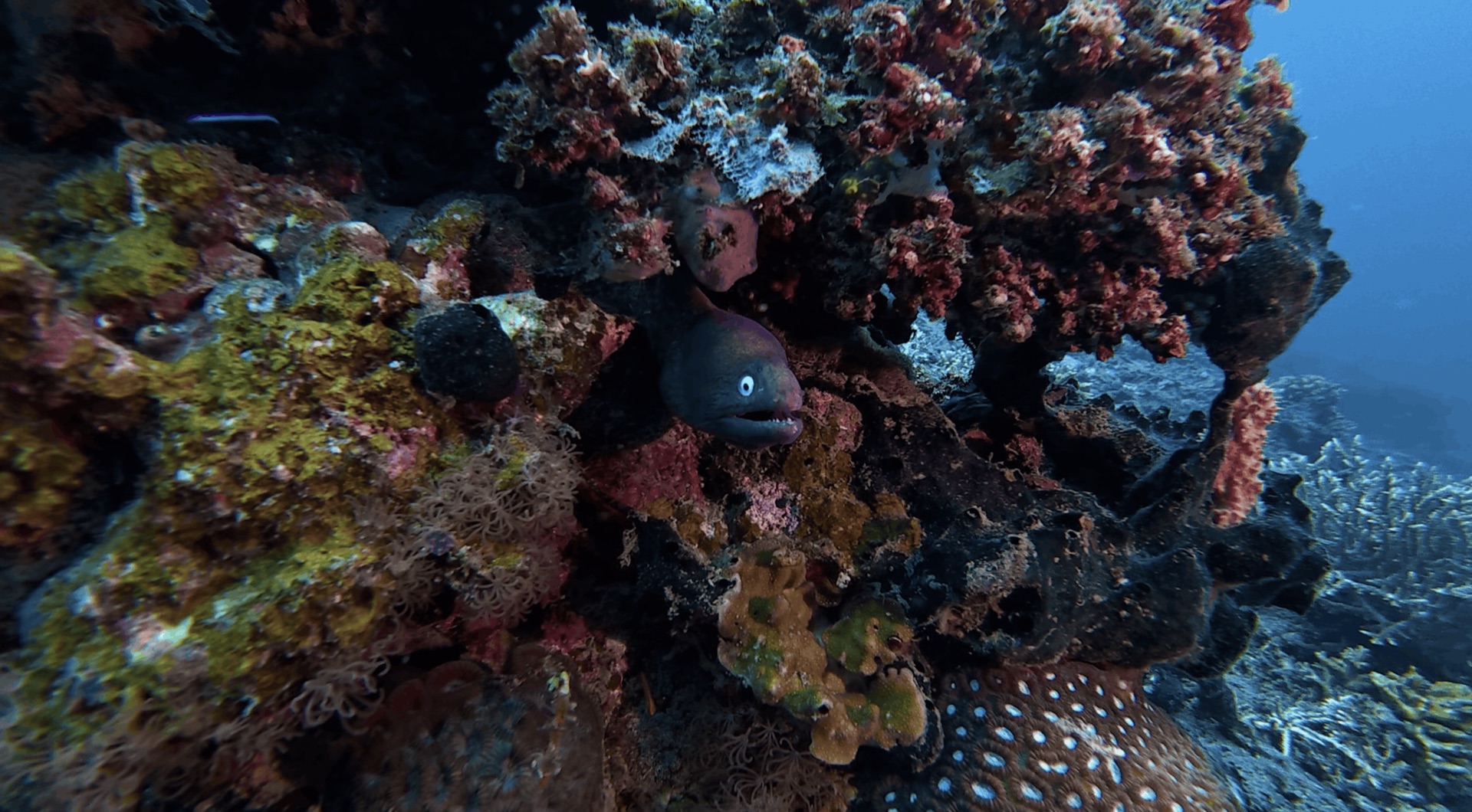 A moray eel peeking out of the reef at District One, Dauin, Philippines