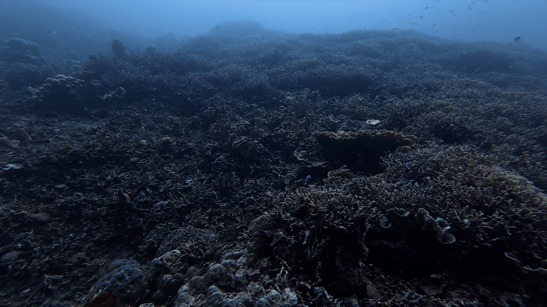 Branching hard coral across the reef at District One, Dauin, Philippines