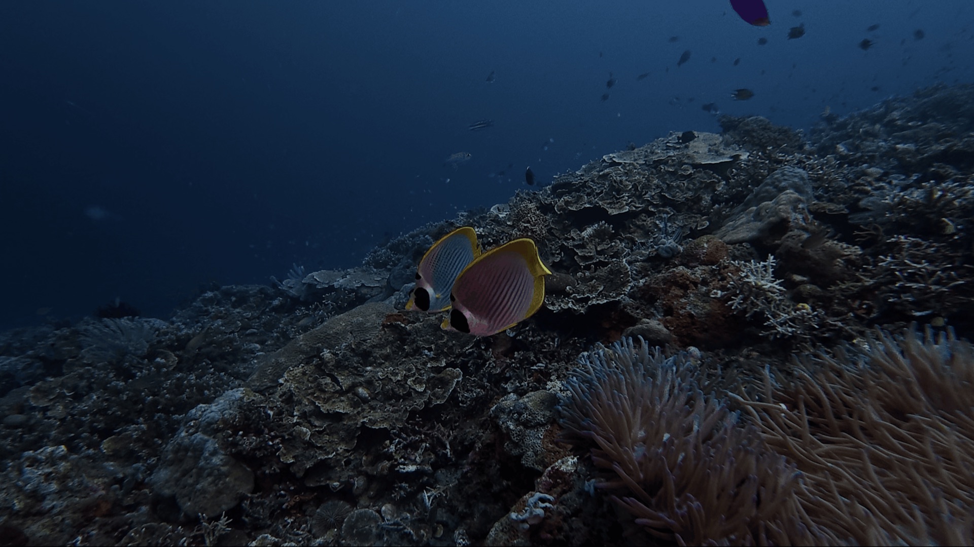 Two yellow and white fish beside an anemone at District One, Dauin, Philippines