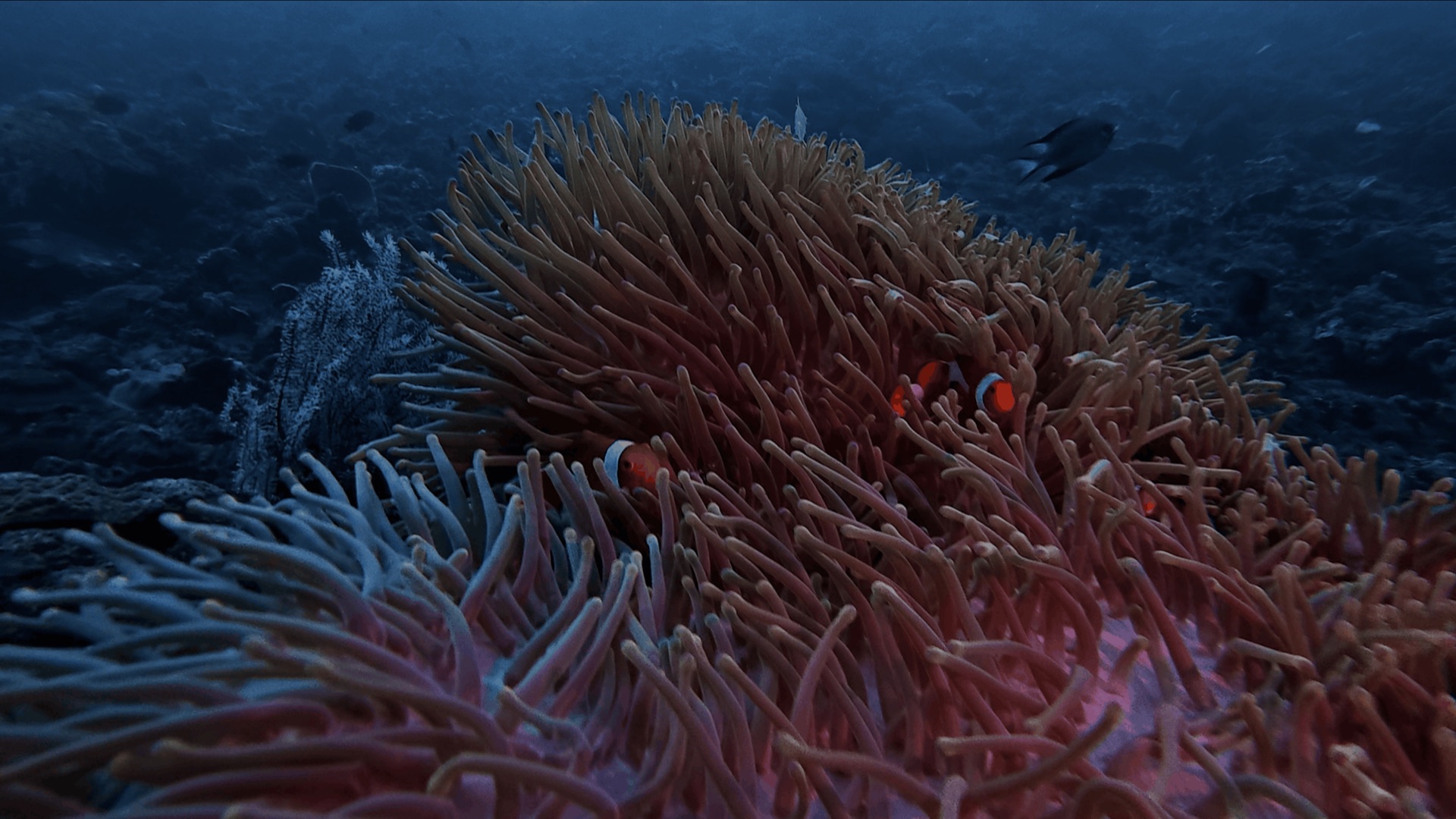 Clownfish in an anemone at District One, Dauin, Philippines