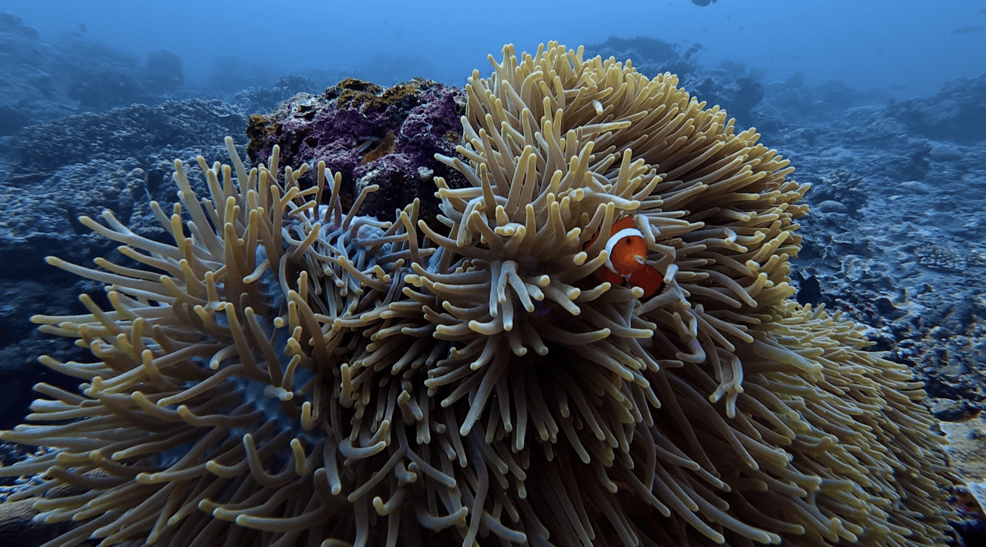 A clownfish in an anemone at District One, Dauin, Philippines