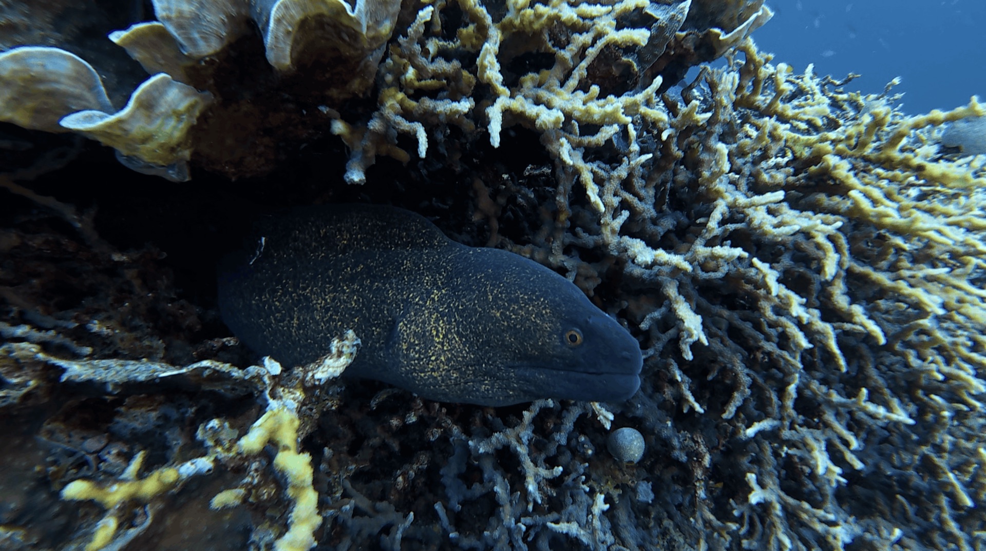 A moray eel tucked under coral at District One, Dauin, Philippines