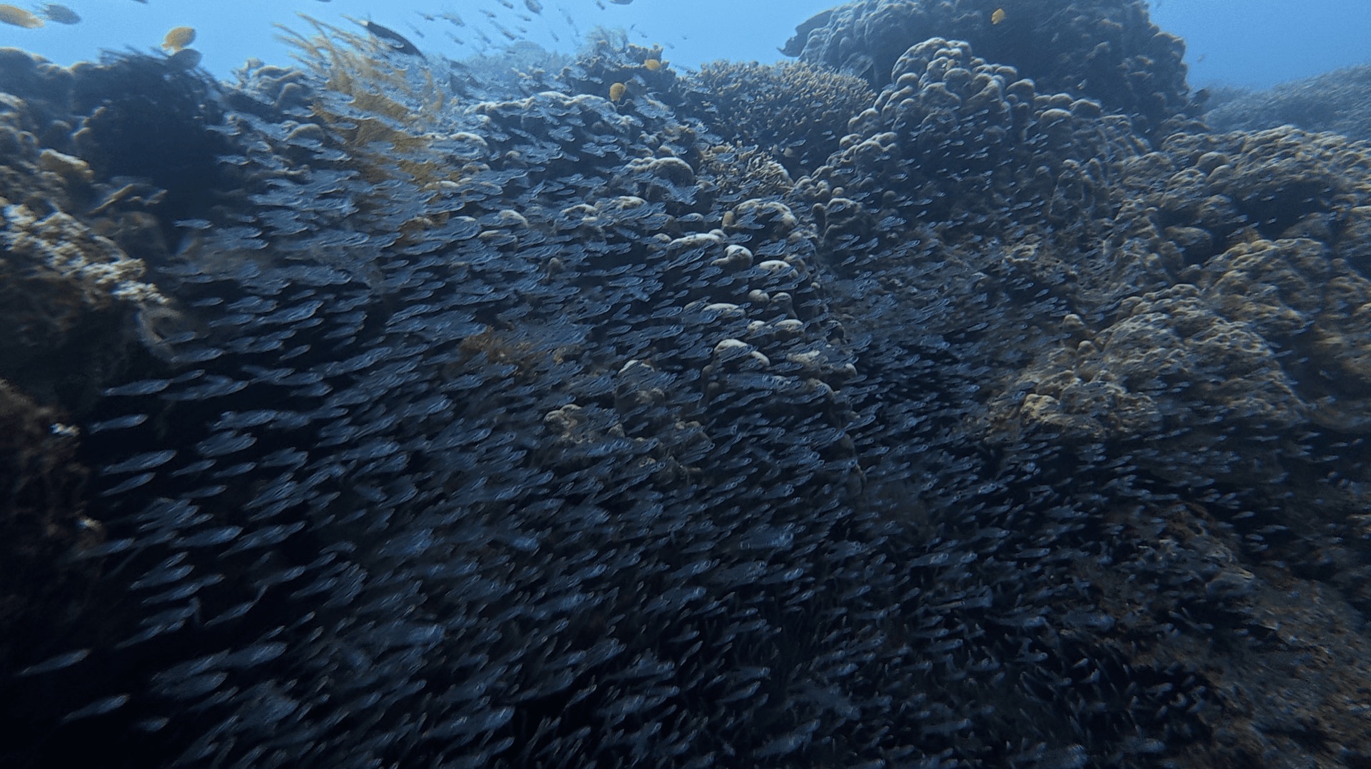 A dense school of small fish over the reef at District One, Dauin, Philippines