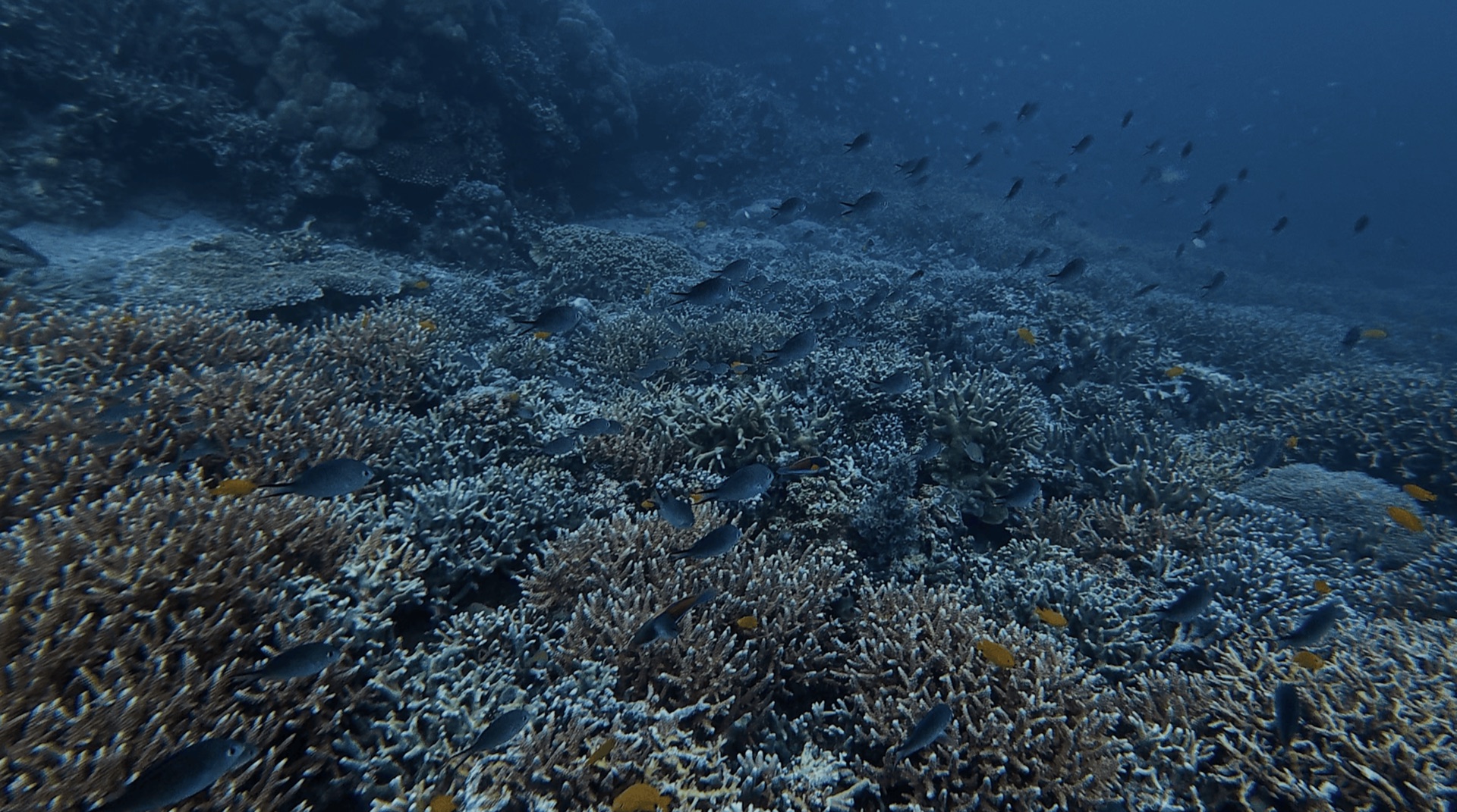 Small fish over a field of branching coral at District One, Dauin, Philippines