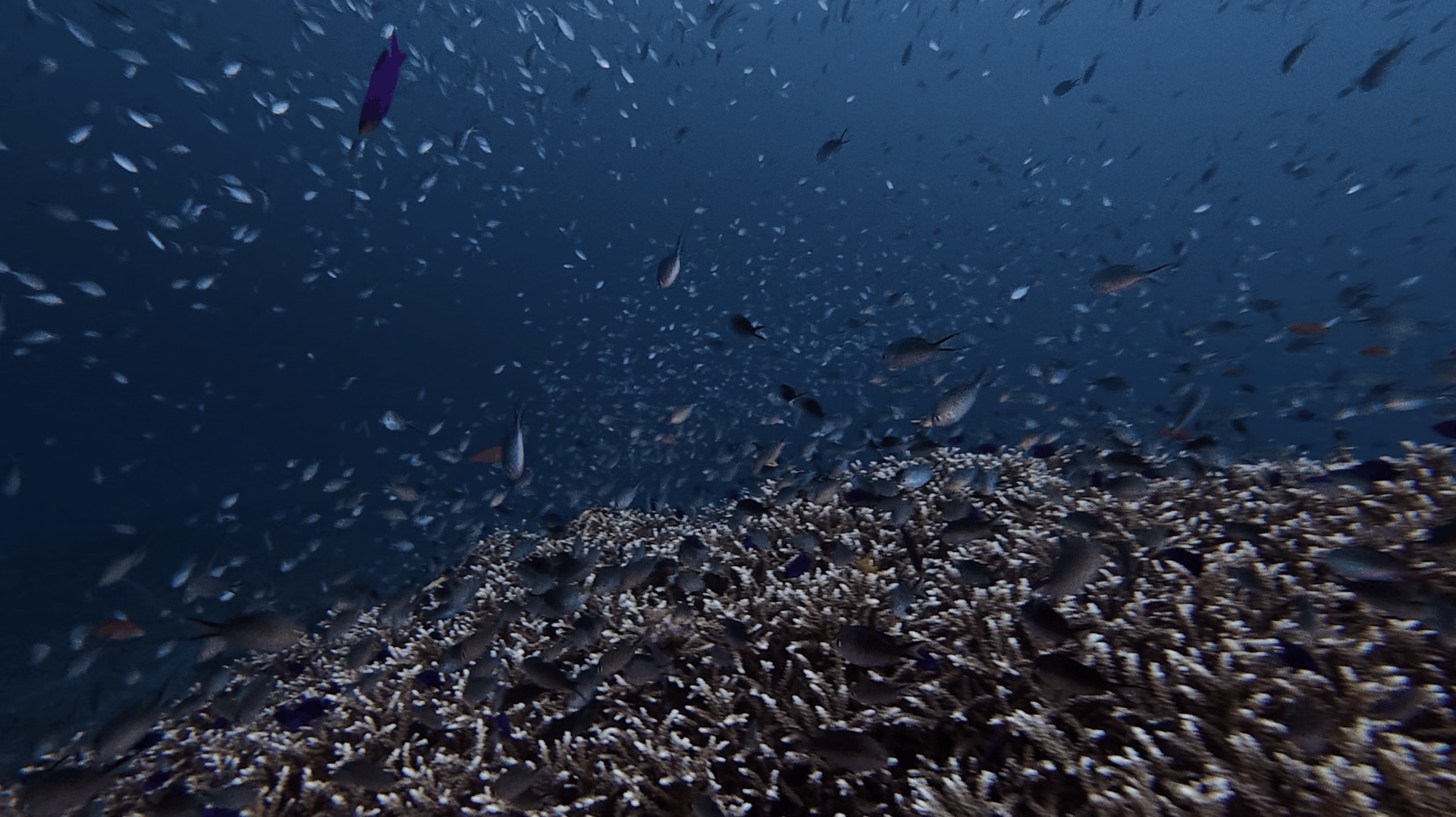 Small fish swarming over branching coral at District One, Dauin, Philippines