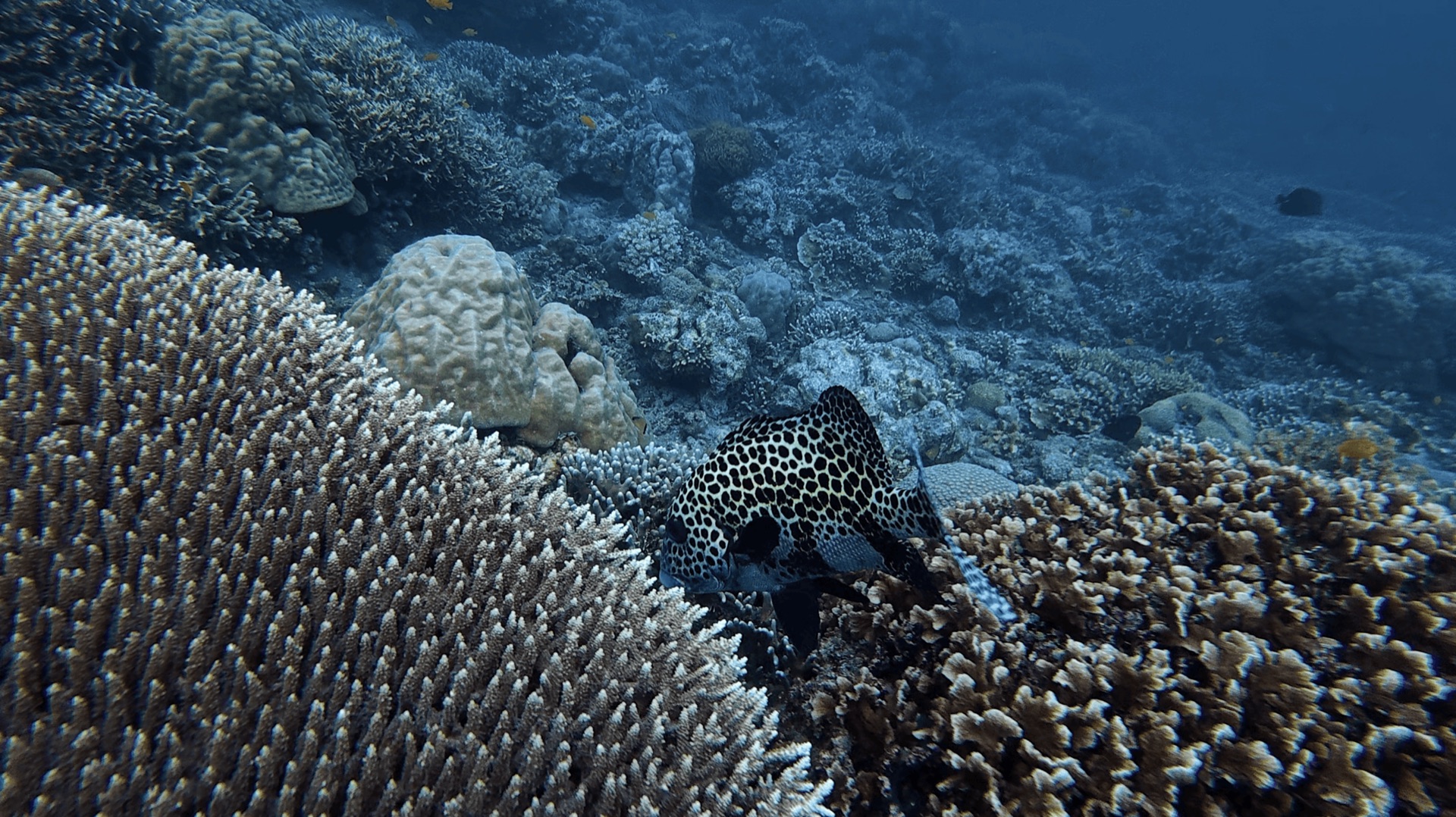 A black and white spotted fish over hard coral at District One, Dauin, Philippines